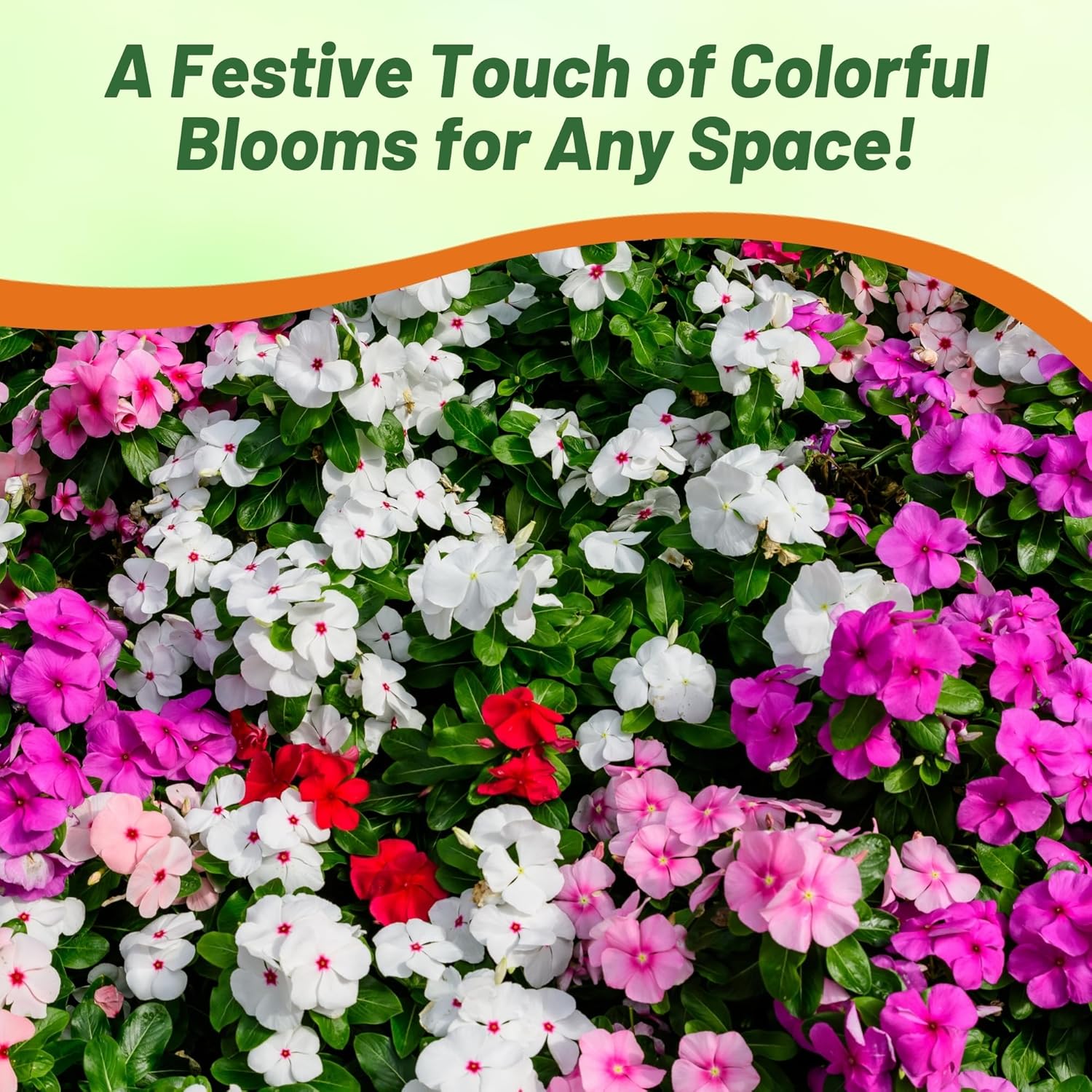 Impatiens Peppermint Flower Seeds