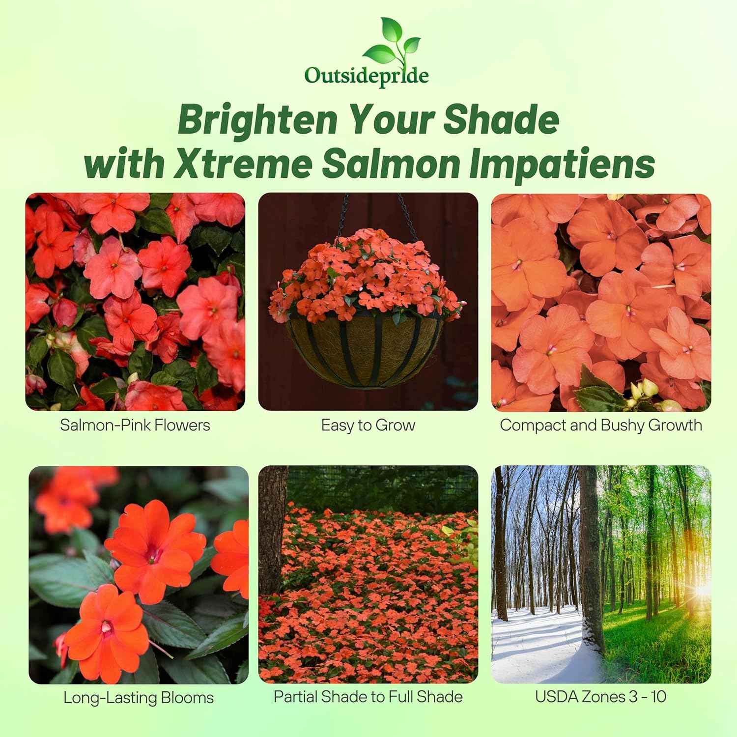 Impatiens Xtreme Salmon Container Plant