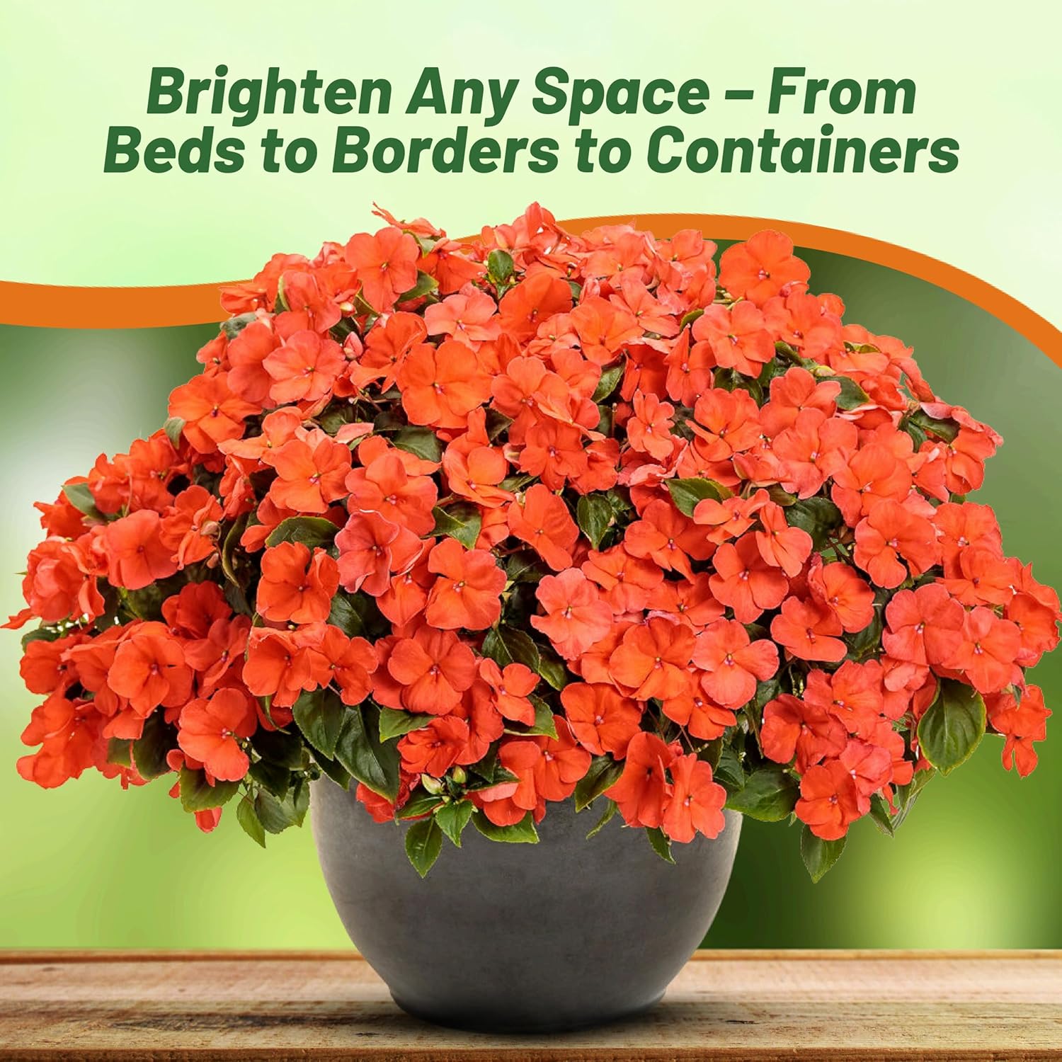 Impatiens Xtreme Salmon Flowers