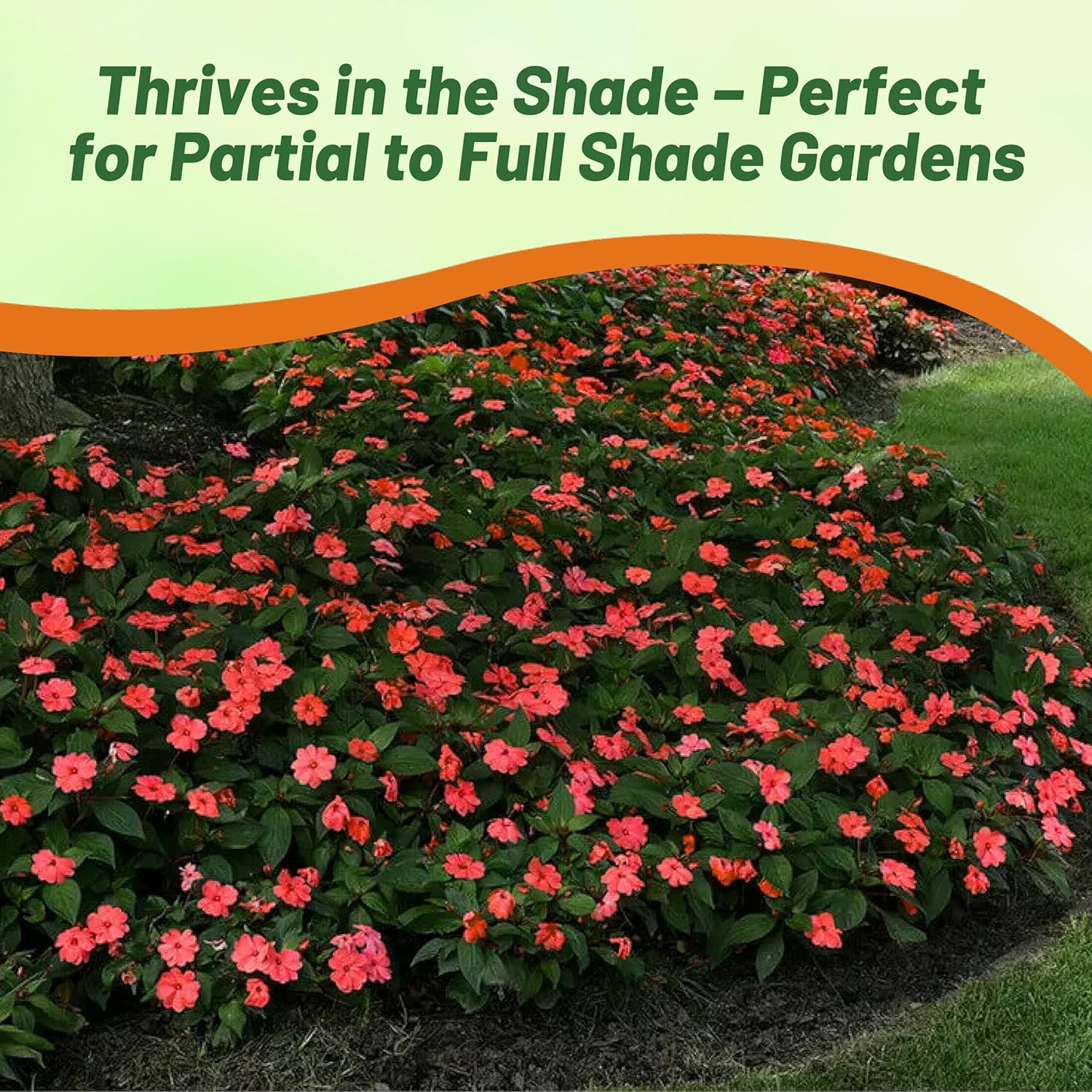 Impatiens Xtreme Salmon Flower Bed
