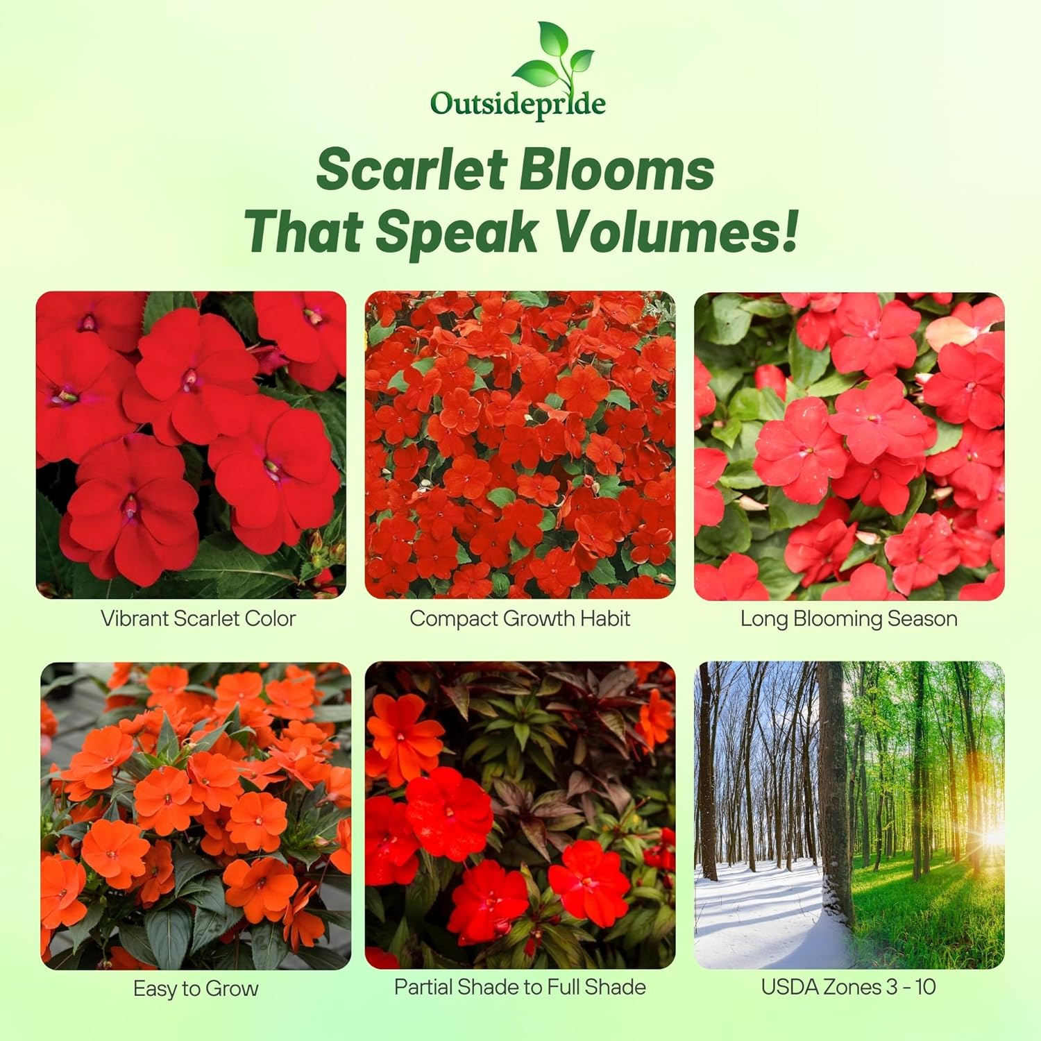 Scarlet Impatiens Garden Flower Seeds
