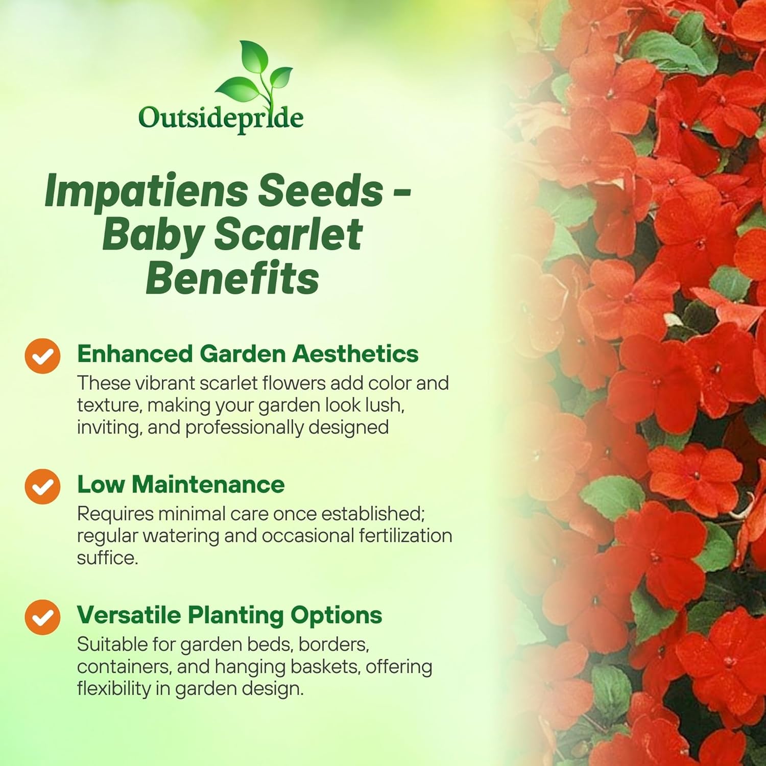 Impatiens Baby Scarlet Garden Flowers
