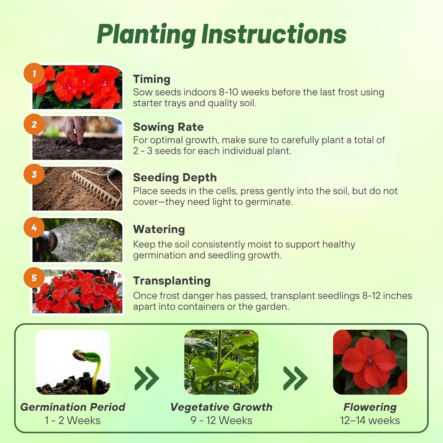 Scarlet Impatiens Planting Directions