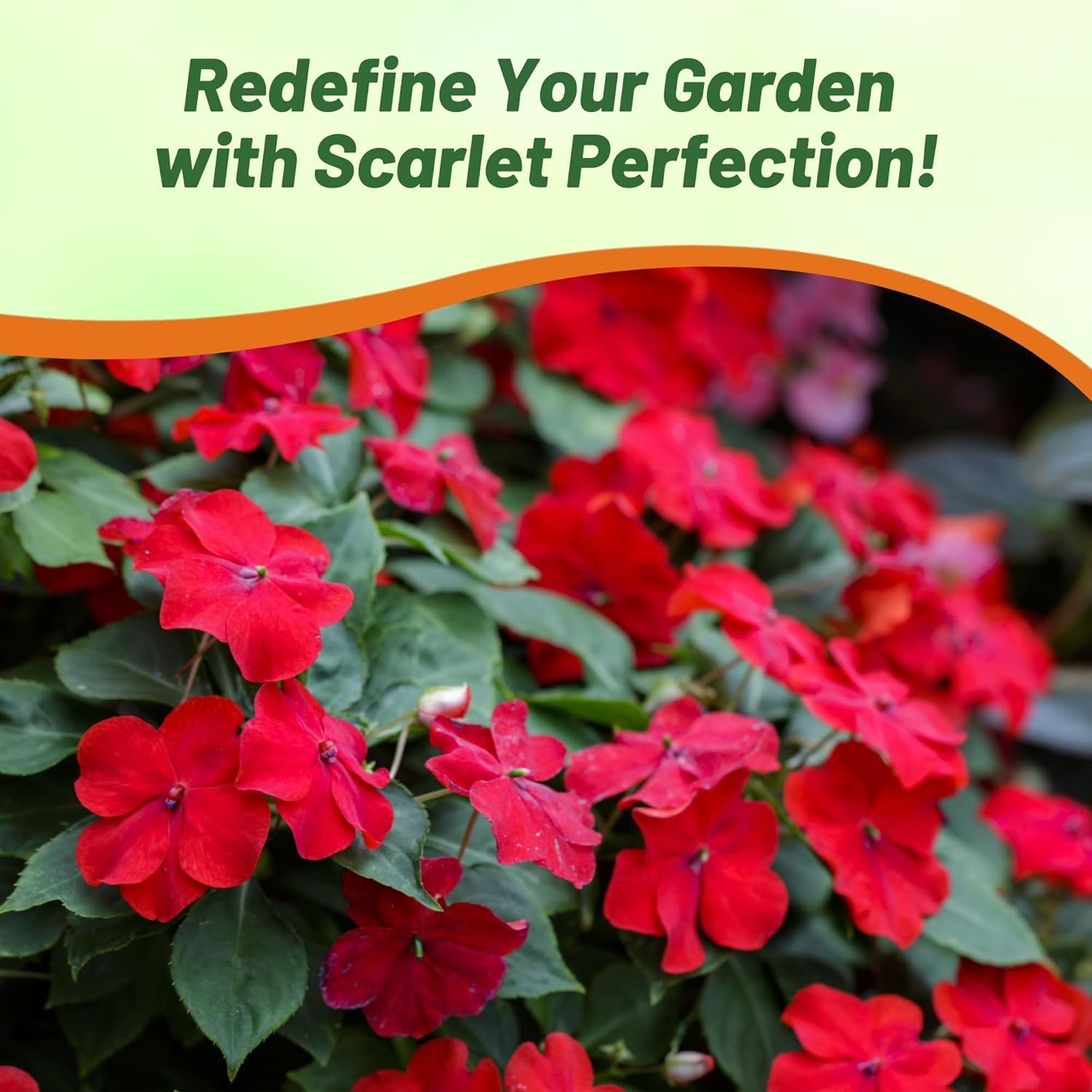 Scarlet Impatiens Flower Bed
