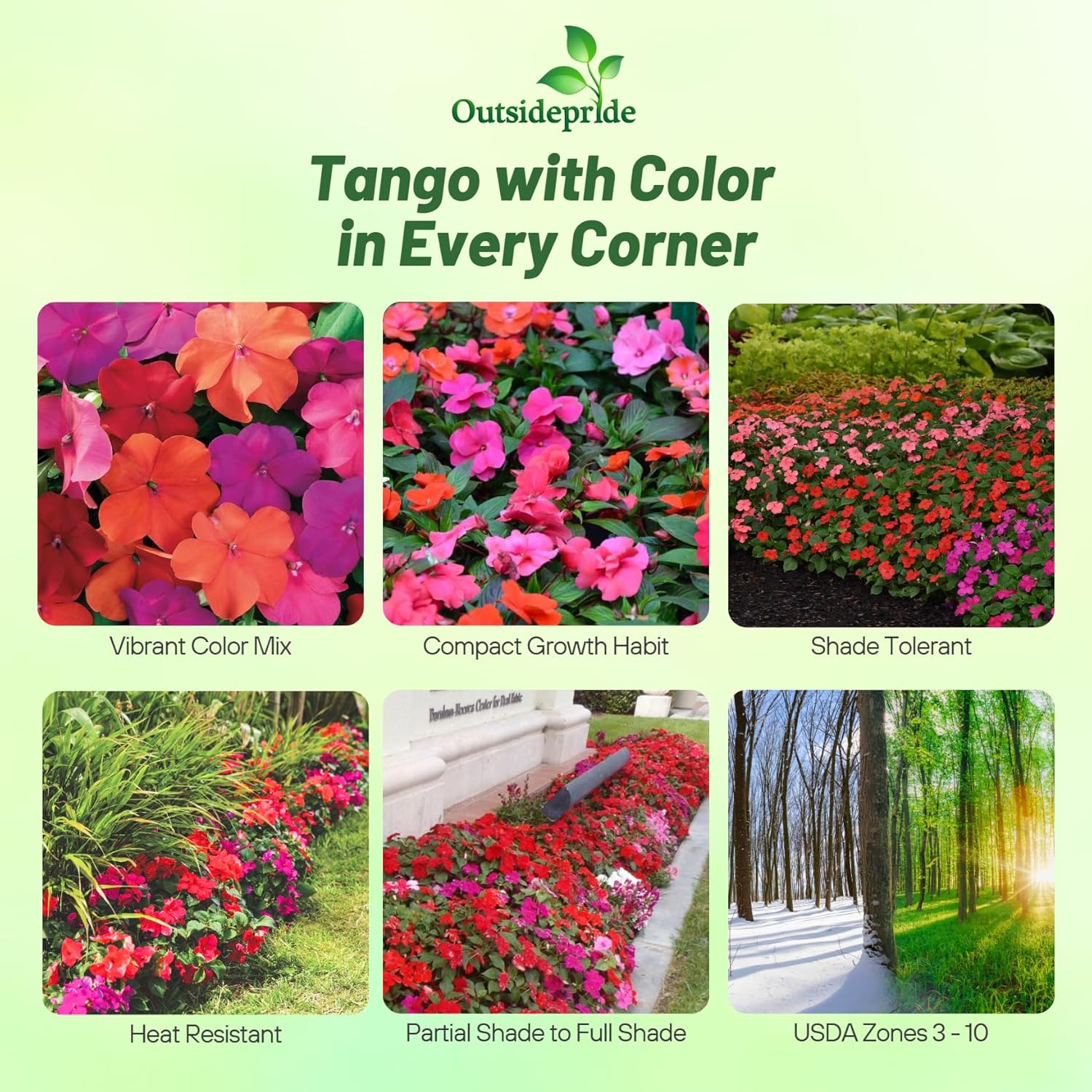 Impatiens Tango Container Flower Mix