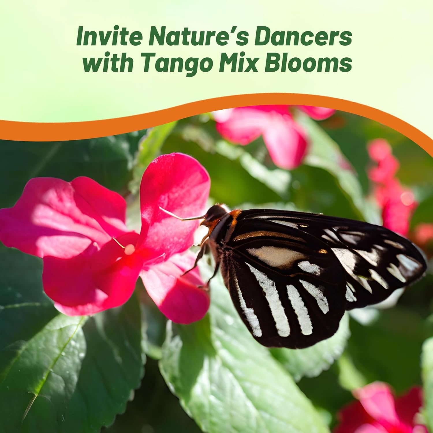 Impatiens Tango Flower Seed Mixture