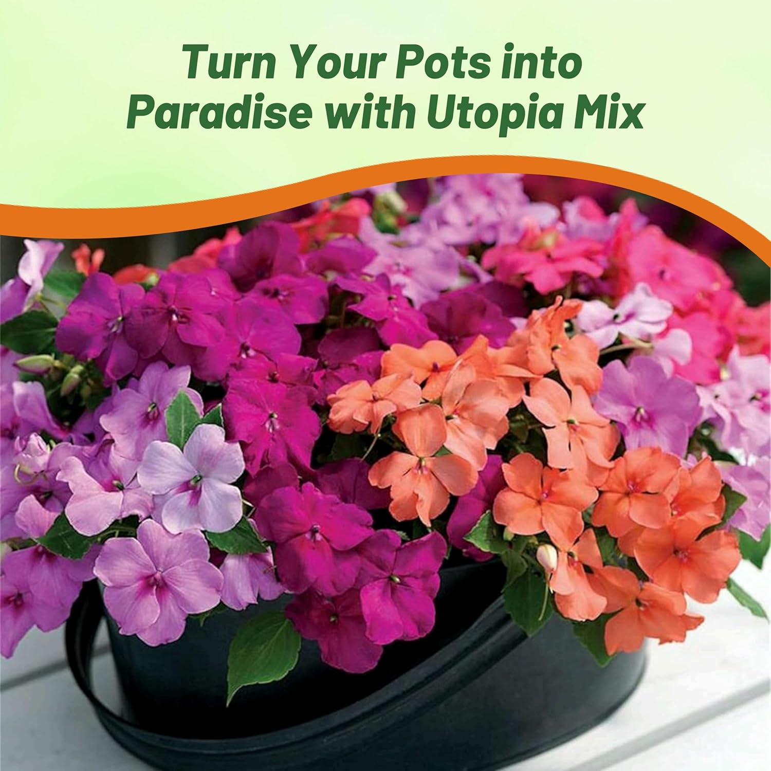 Impatiens Utopia Flower Bed