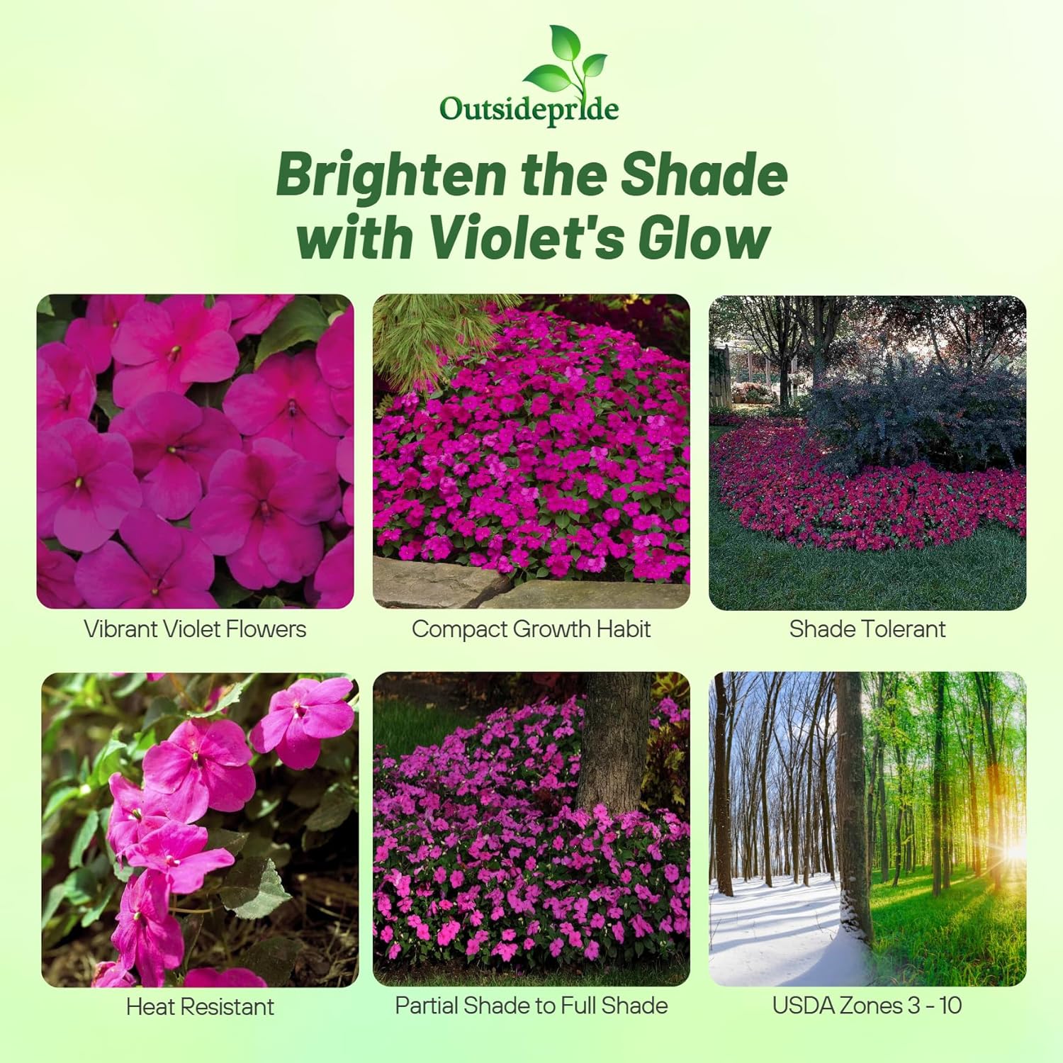 Impatiens Violet Planting Diretions