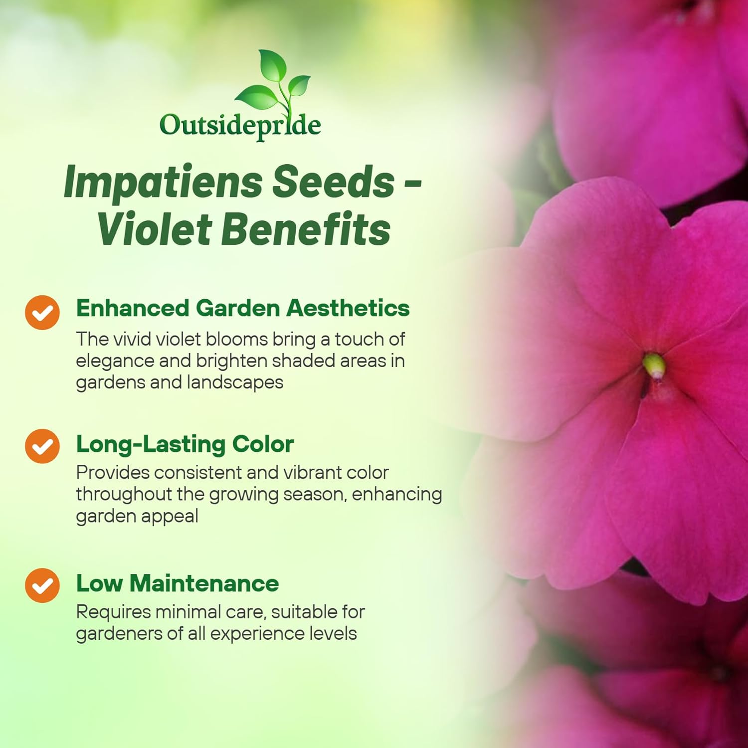Impatiens Violet Garden Flowers