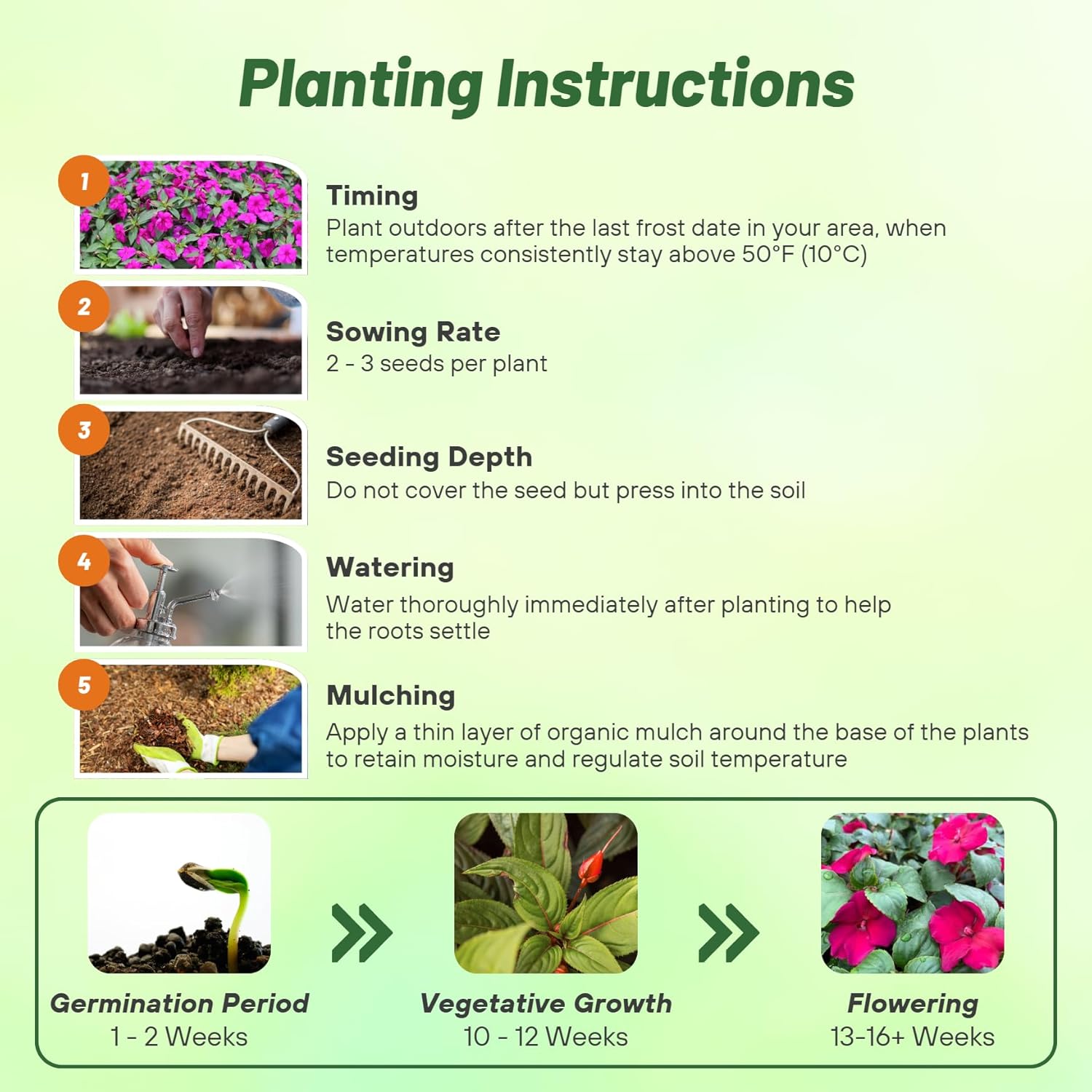 Impatiens Walleriana Accent Premium Viole