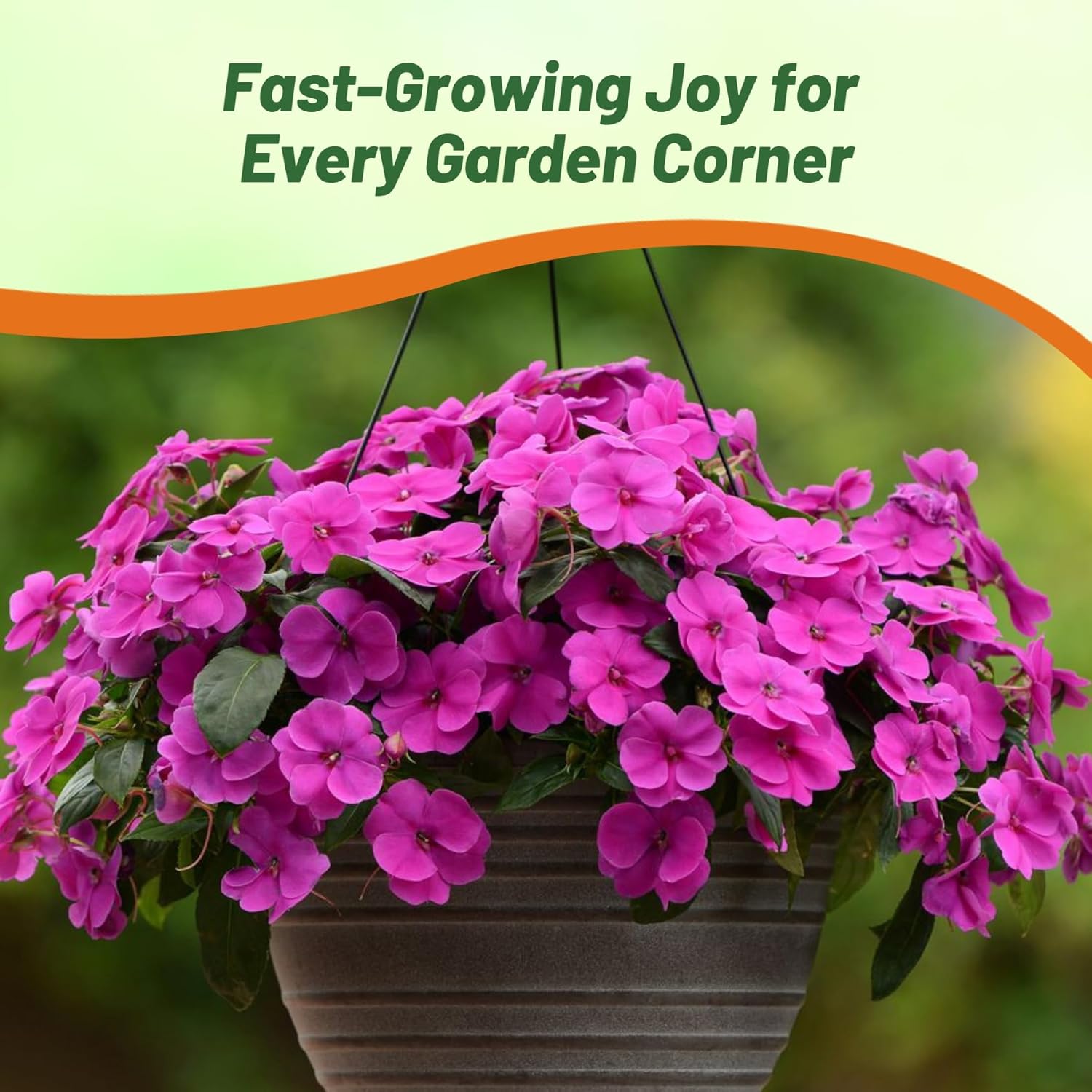 Impatiens Violet Flowers