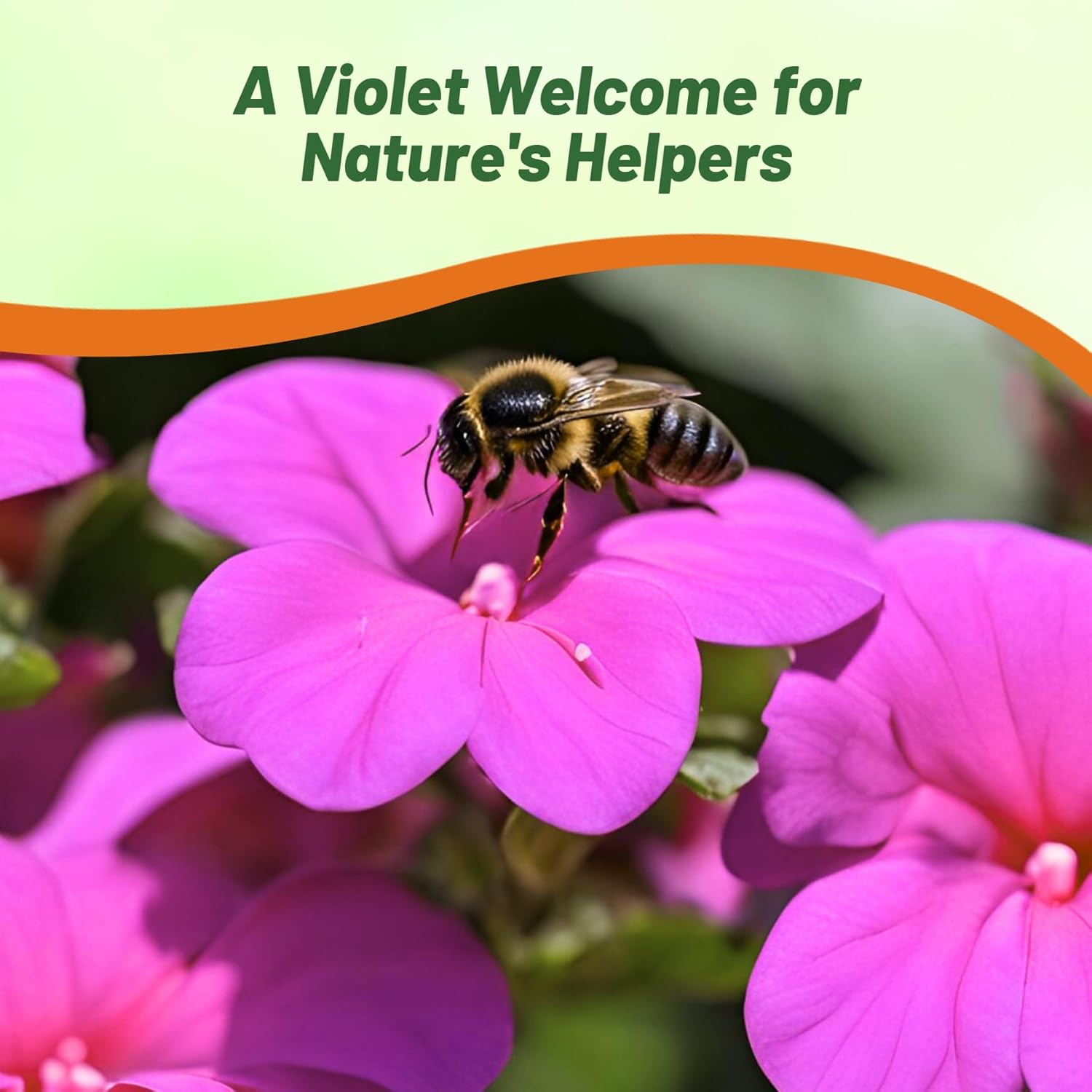 Impatiens Violet Flower Garden
