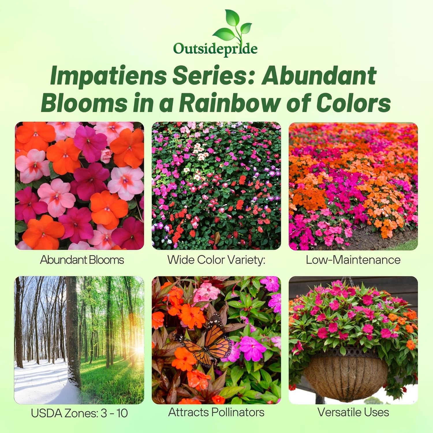 Impatiens Voodoo Planter Box Mix