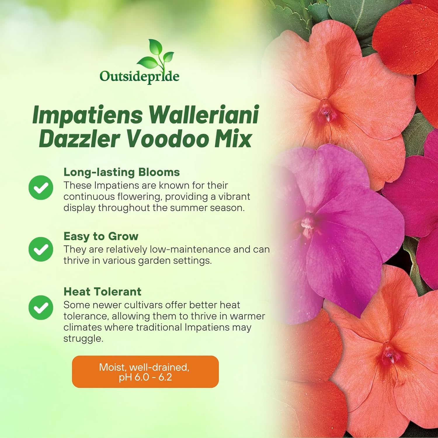 Impatiens Voodoo Container Flowers