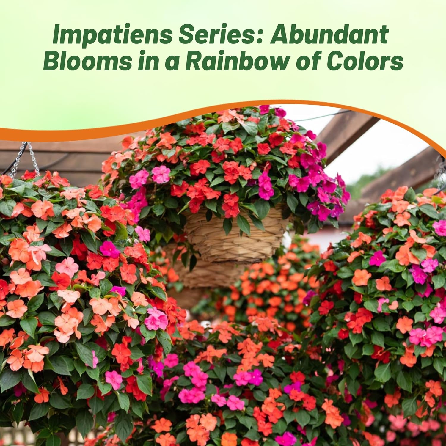 Impatiens Voodoo Flower Bed Garden