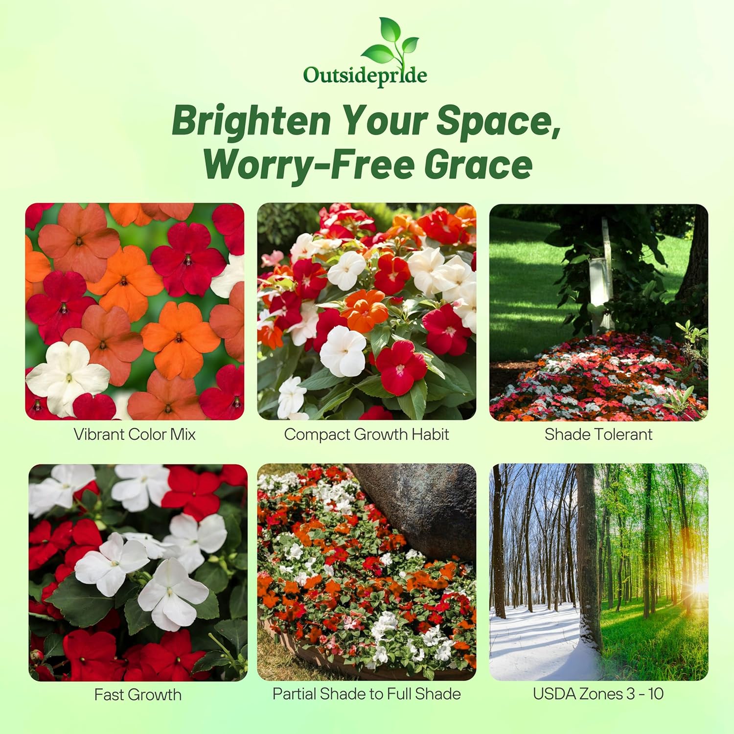 Impatiens Seed Hot Mix