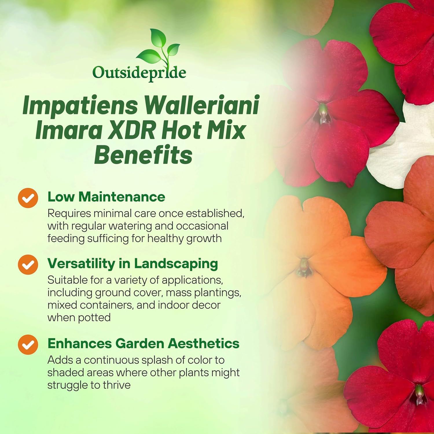 Impatiens Hot Flower Mix