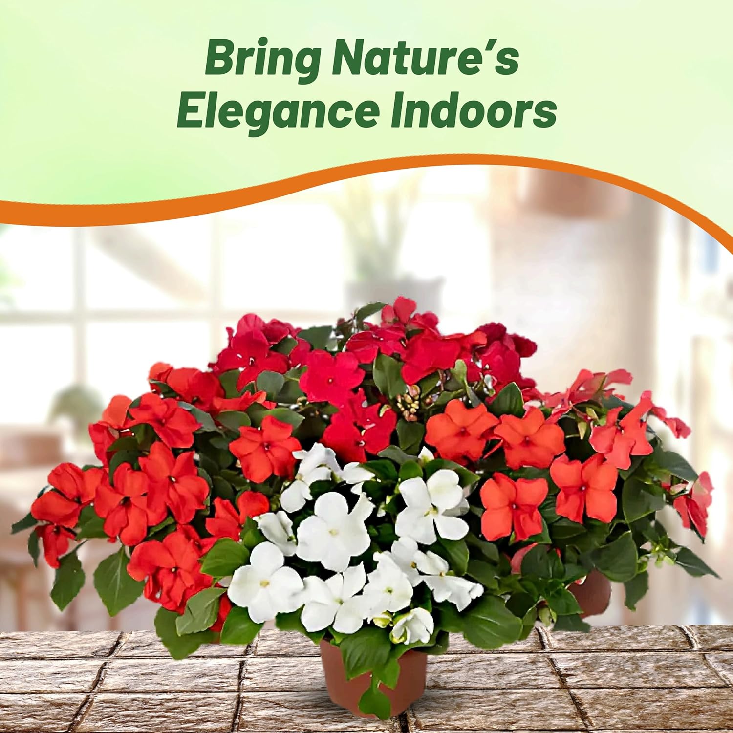 Impatiens Imara XDR Hot Mix Flower Garden