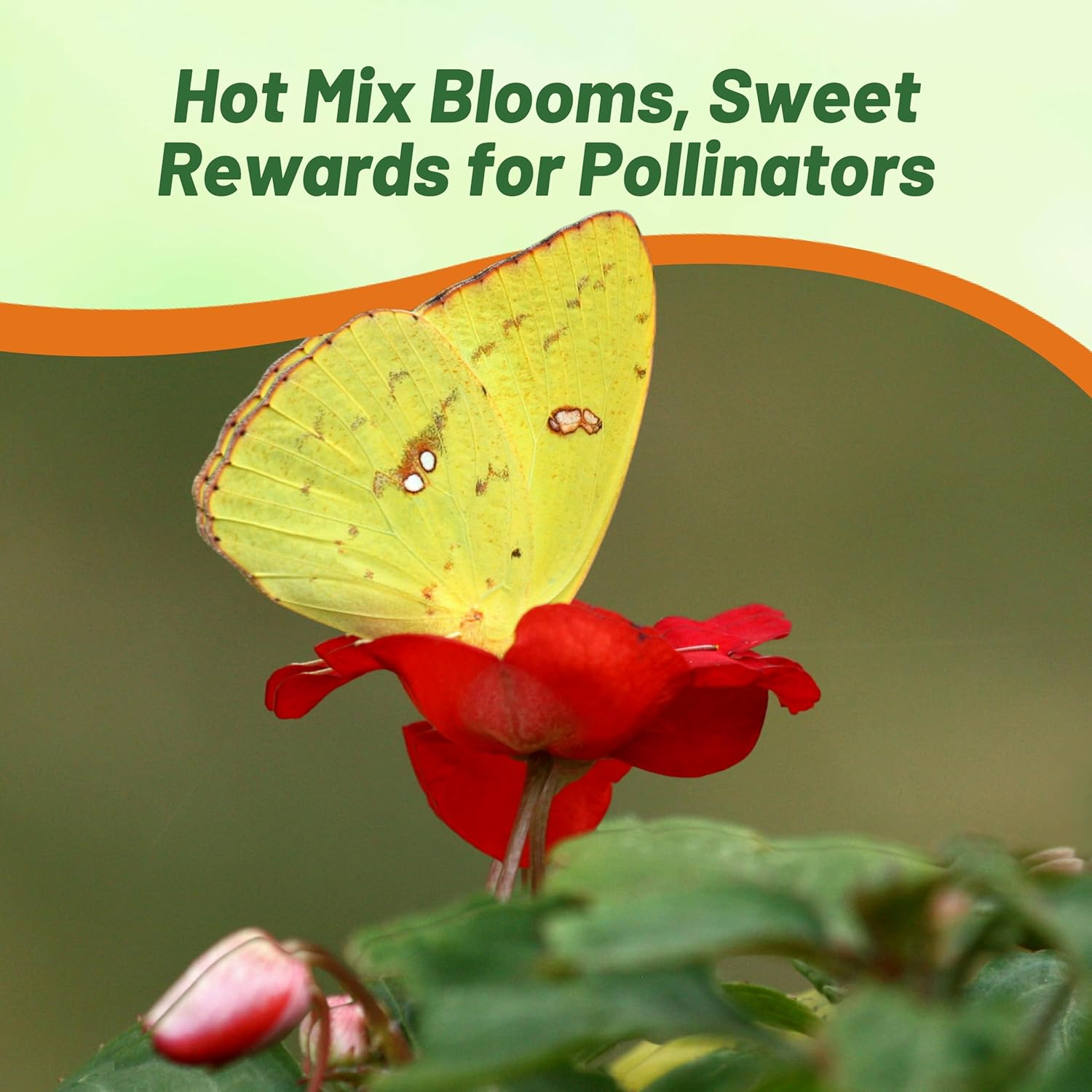 Impatiens Imara XDR Hot Seed Mix