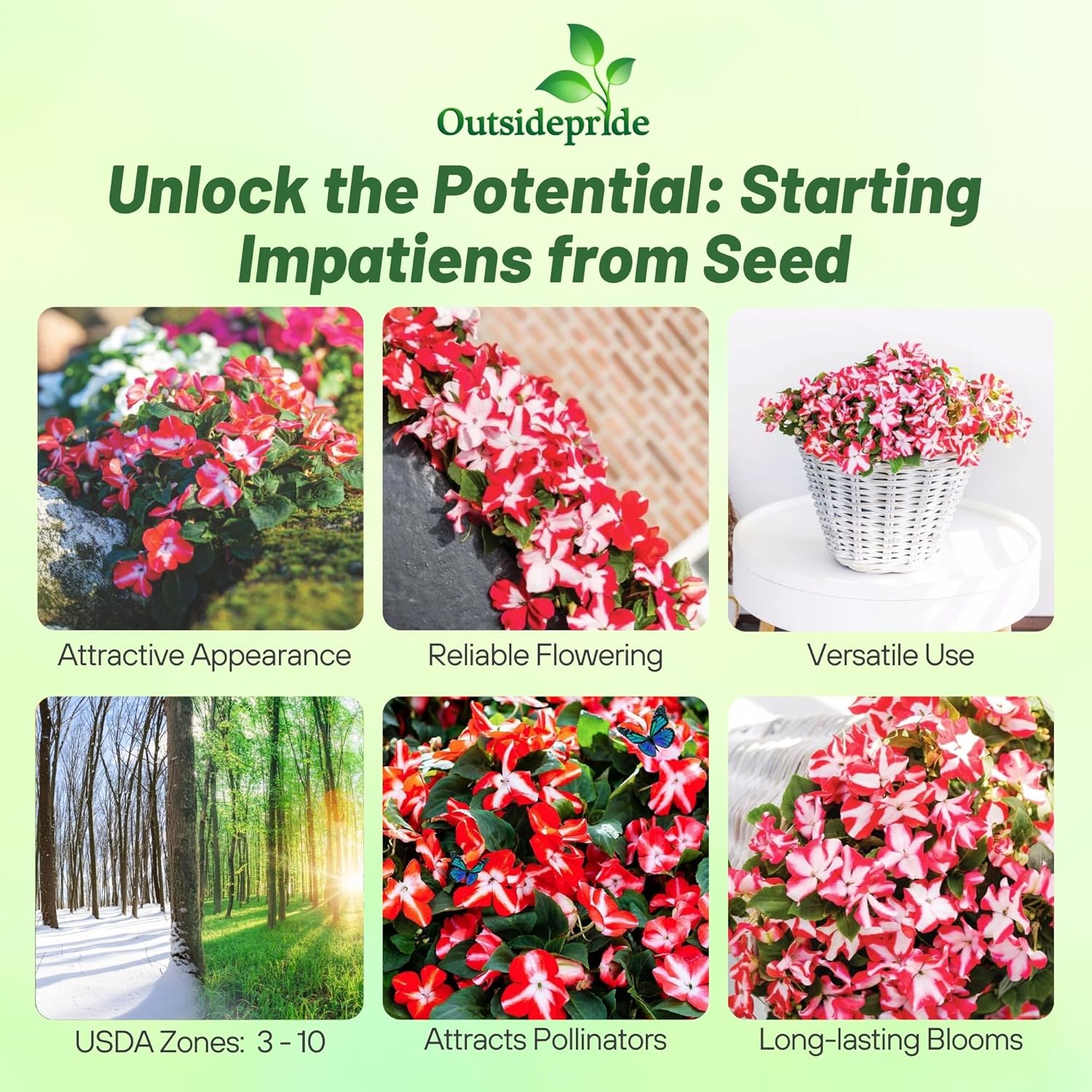 Impatiens XDR Orange Star Flowers