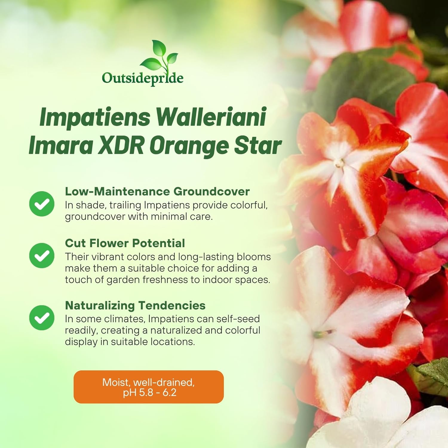 Impatiens Imara XDR Orange Star Container Plants
