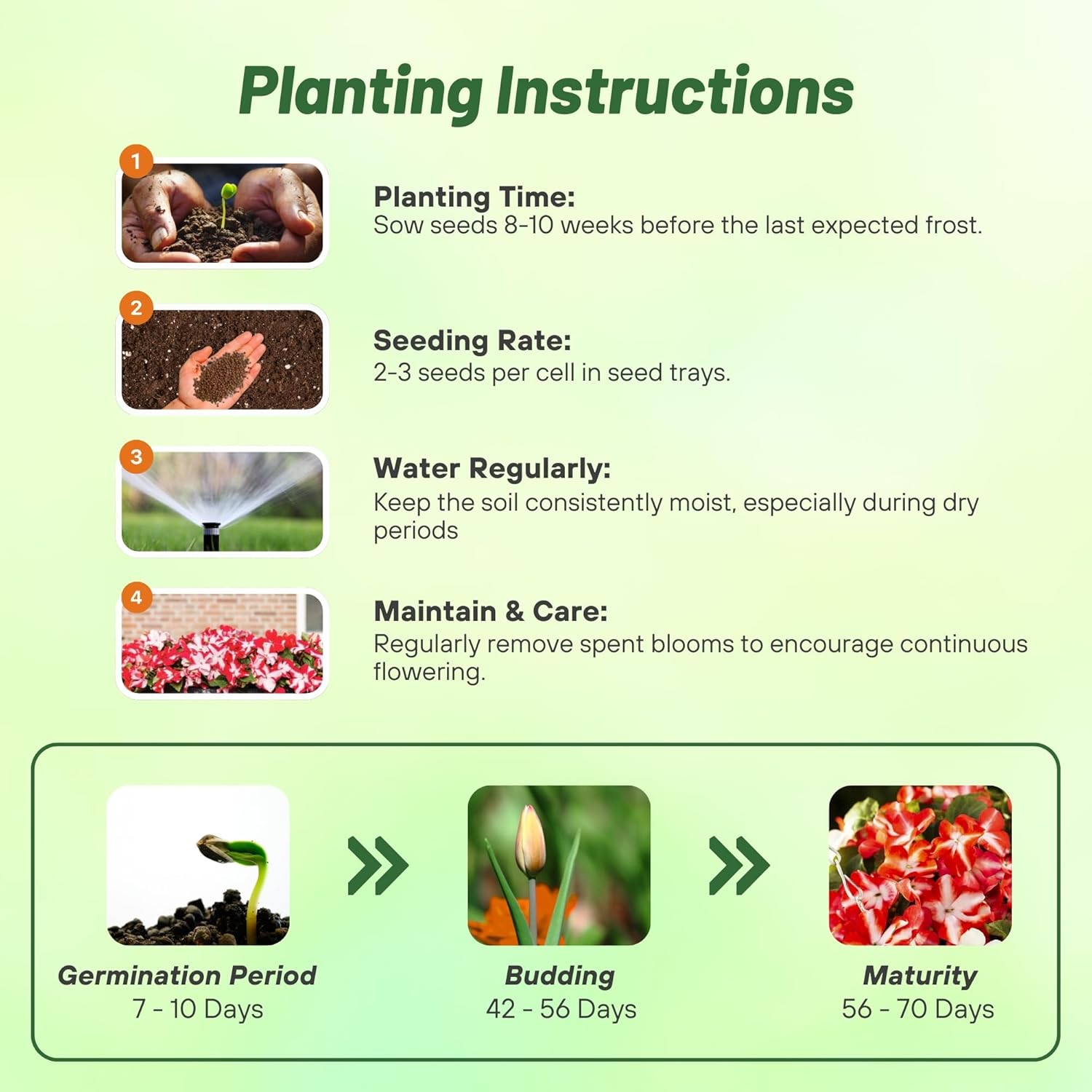 Impatiens Imara XDR Orange Star Directions