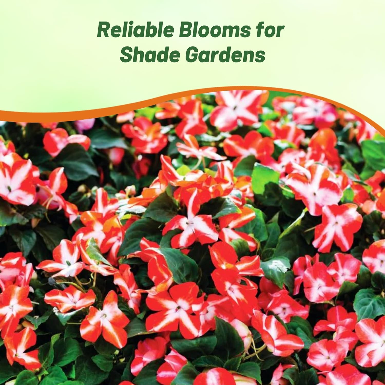 Impatiens Imara XDR Orange Star Flower Garden
