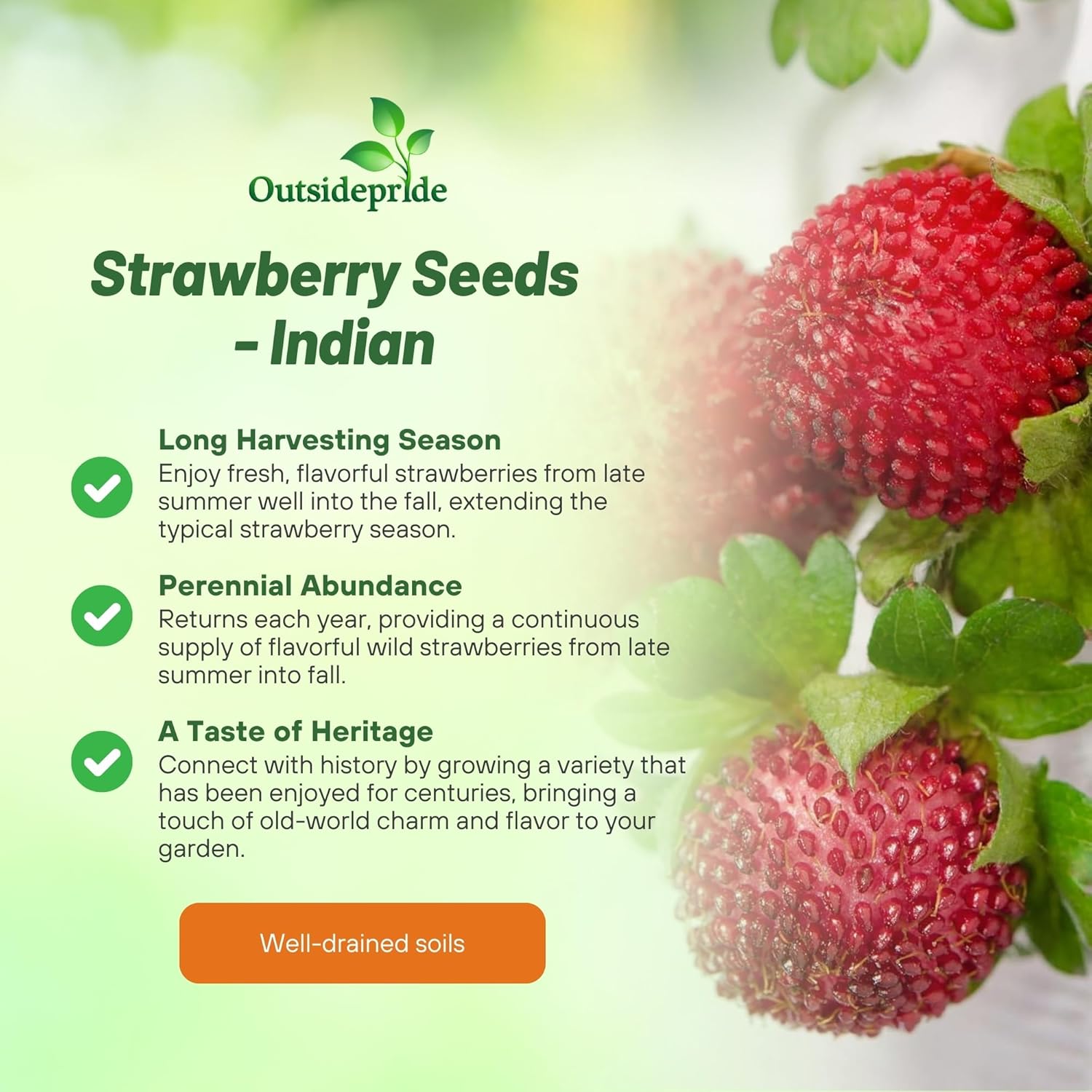 Indian Strawberry For Eating