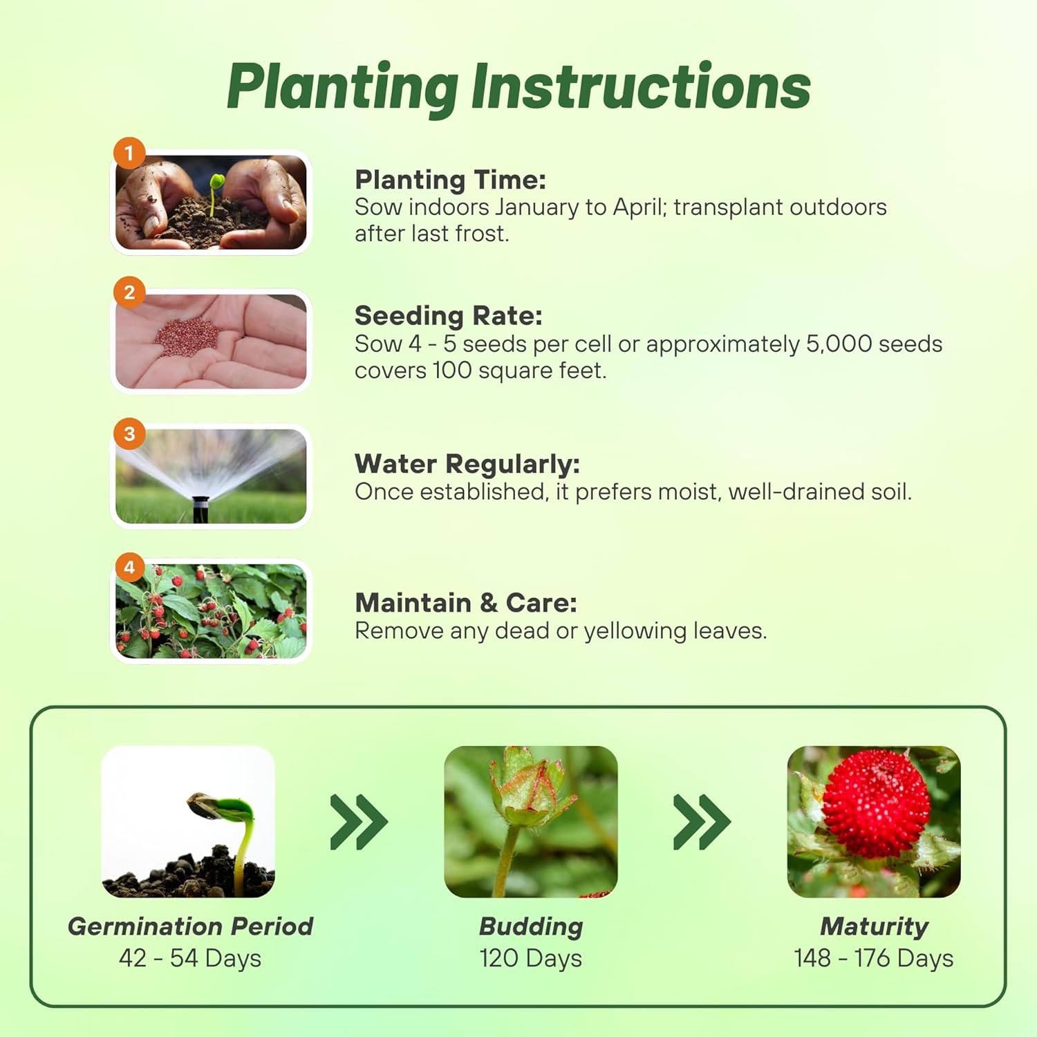Indian Red Strawberry Seed Planting Directions