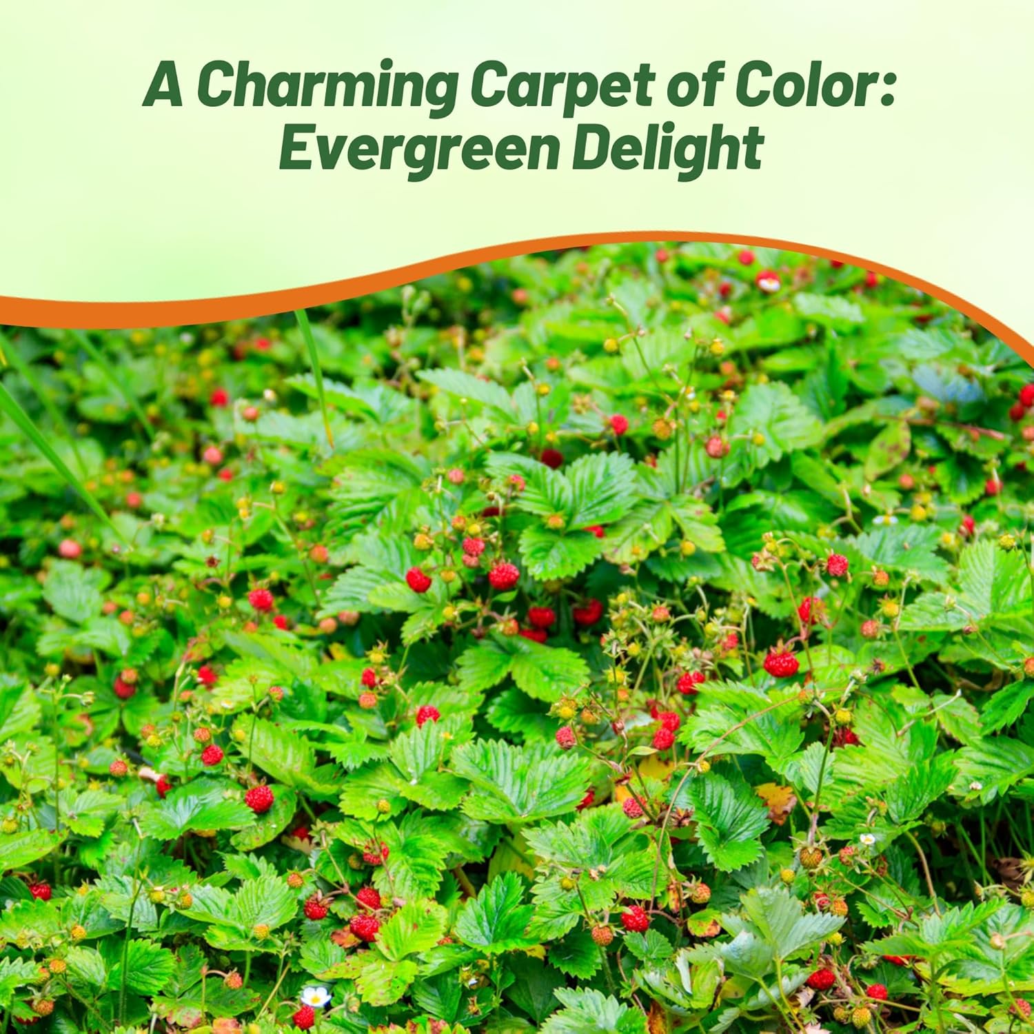 Indian Strawberry Spreading Ground Cover