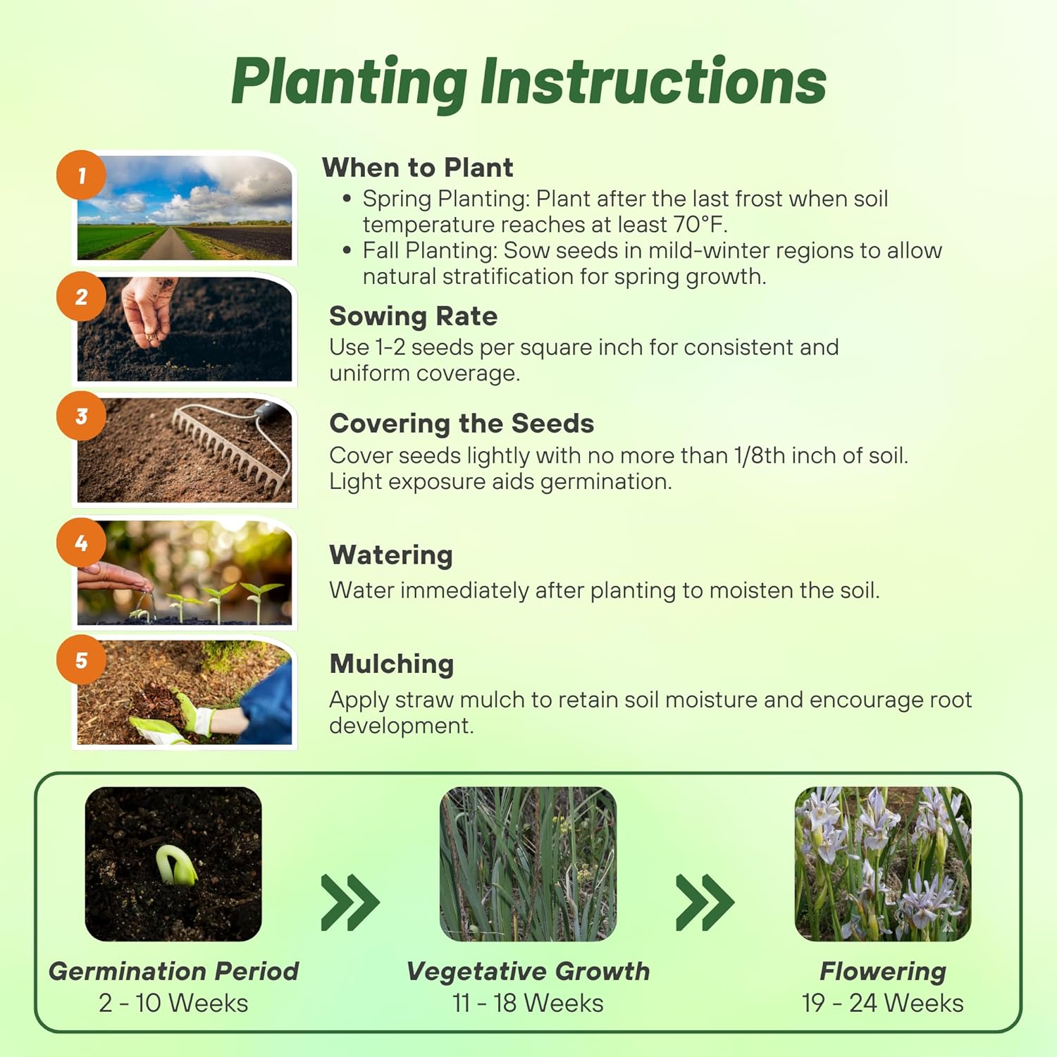Rocky Mountain Iris Flower Planting Directions