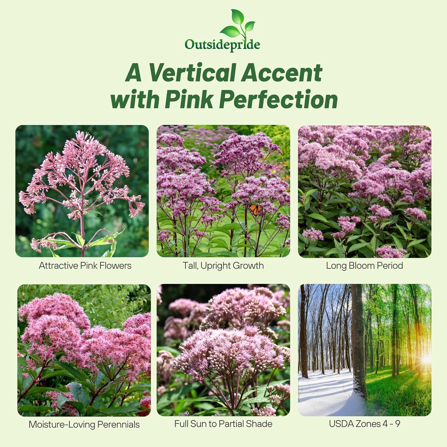 Eupatorium Maculatum Flower Garden