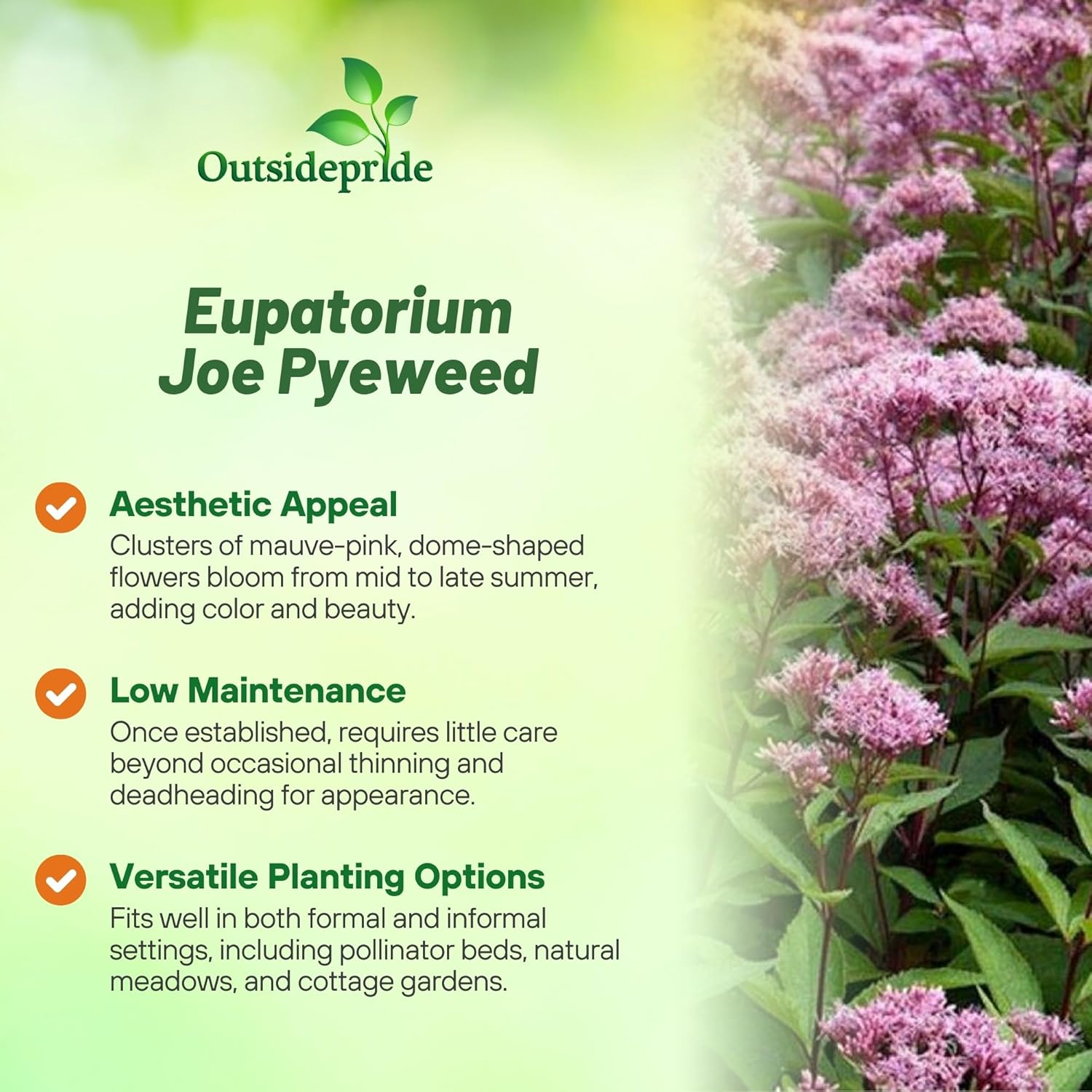 Joe Pyeweed Garden Wild Flowers