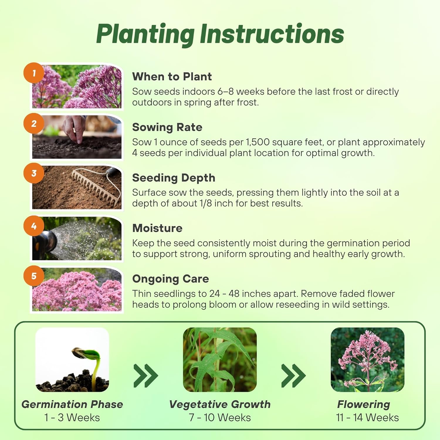 Joe Pyeweed Flower Planting Directions