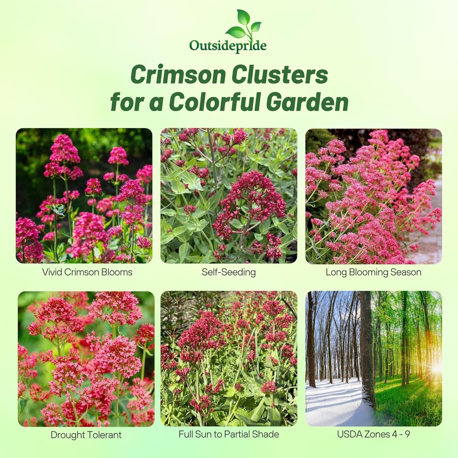 Centranthus Ruber Coccineus Red