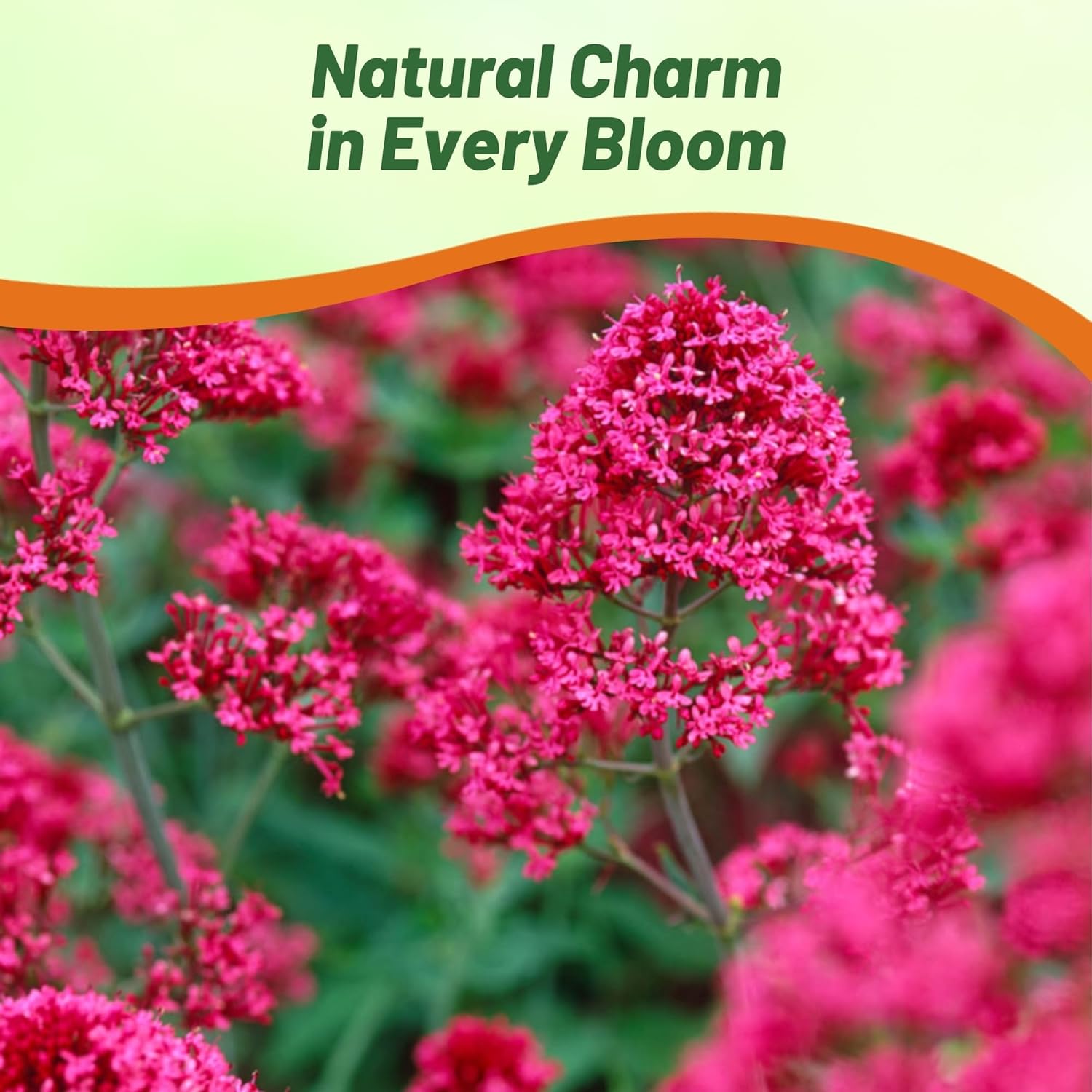 Keys of Heaven Flower Seed