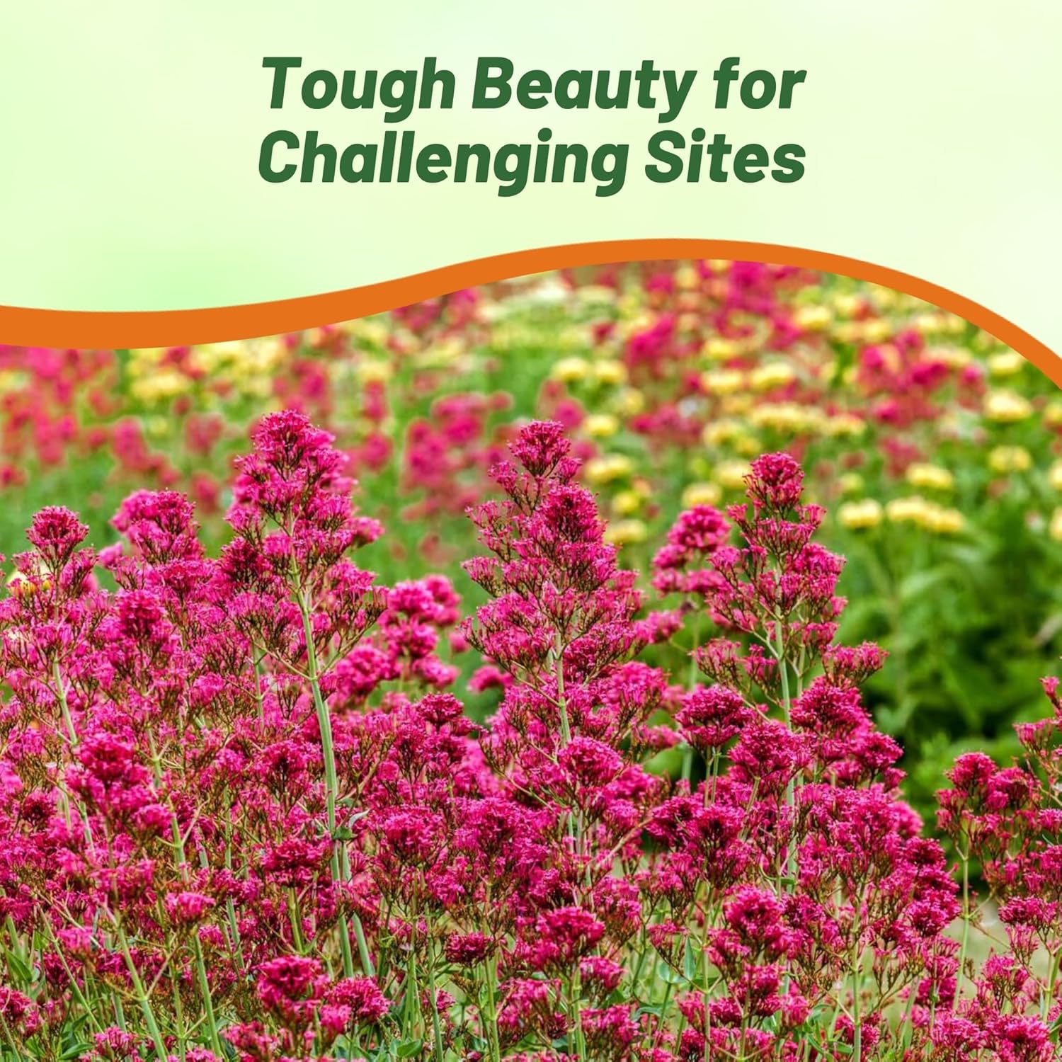 Red Valerian Flower Seed