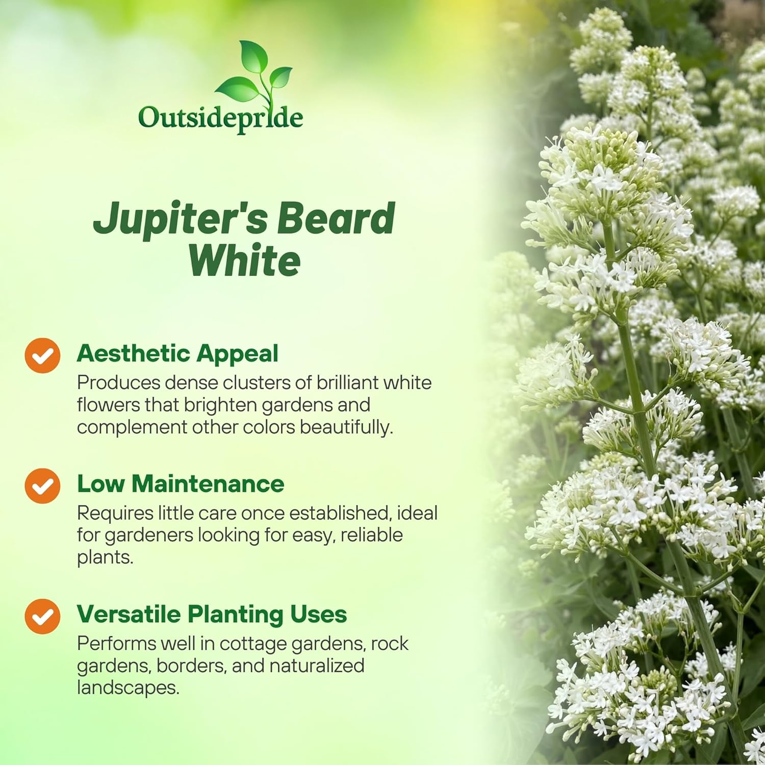 Jupiter's Beard White Flower Garden