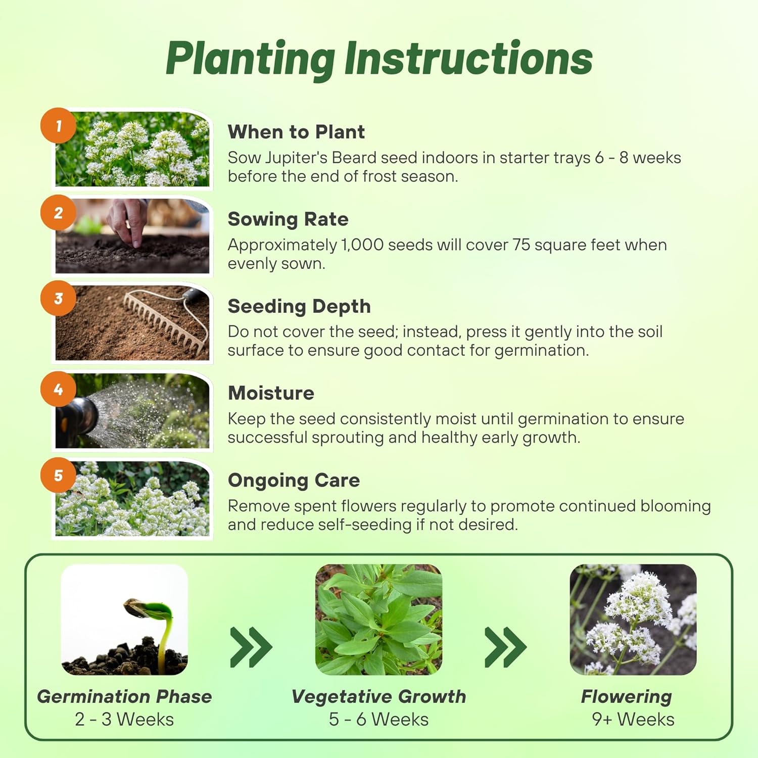 Jupiter's Beard White Planting Directions
