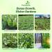 Bayou Kale Forage Seed