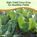 Bayou Kale Brassica Seed