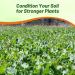 Bayou Kale Cover Crop Seed