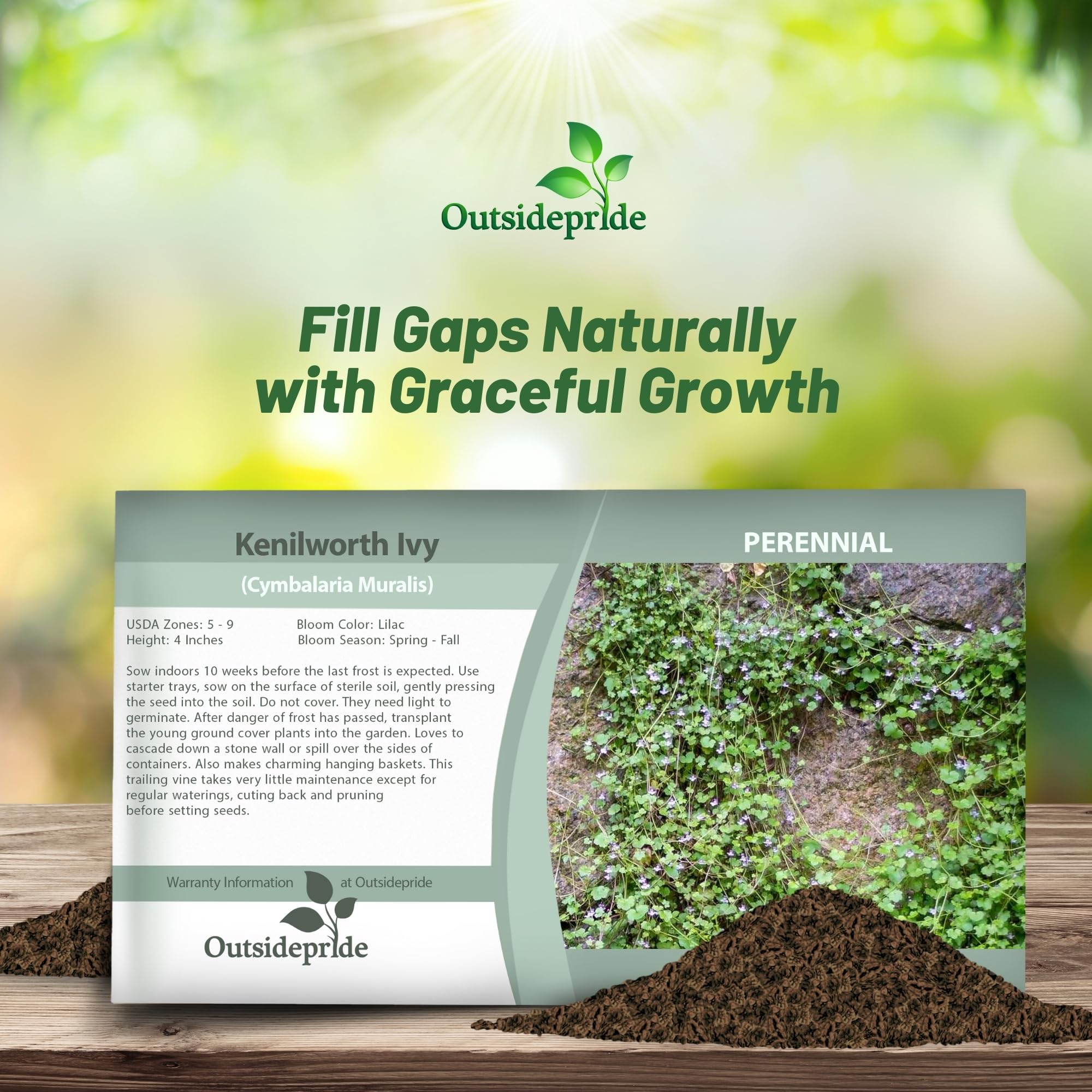 Kenilyworth Ivy Ground Cover Seed Packet