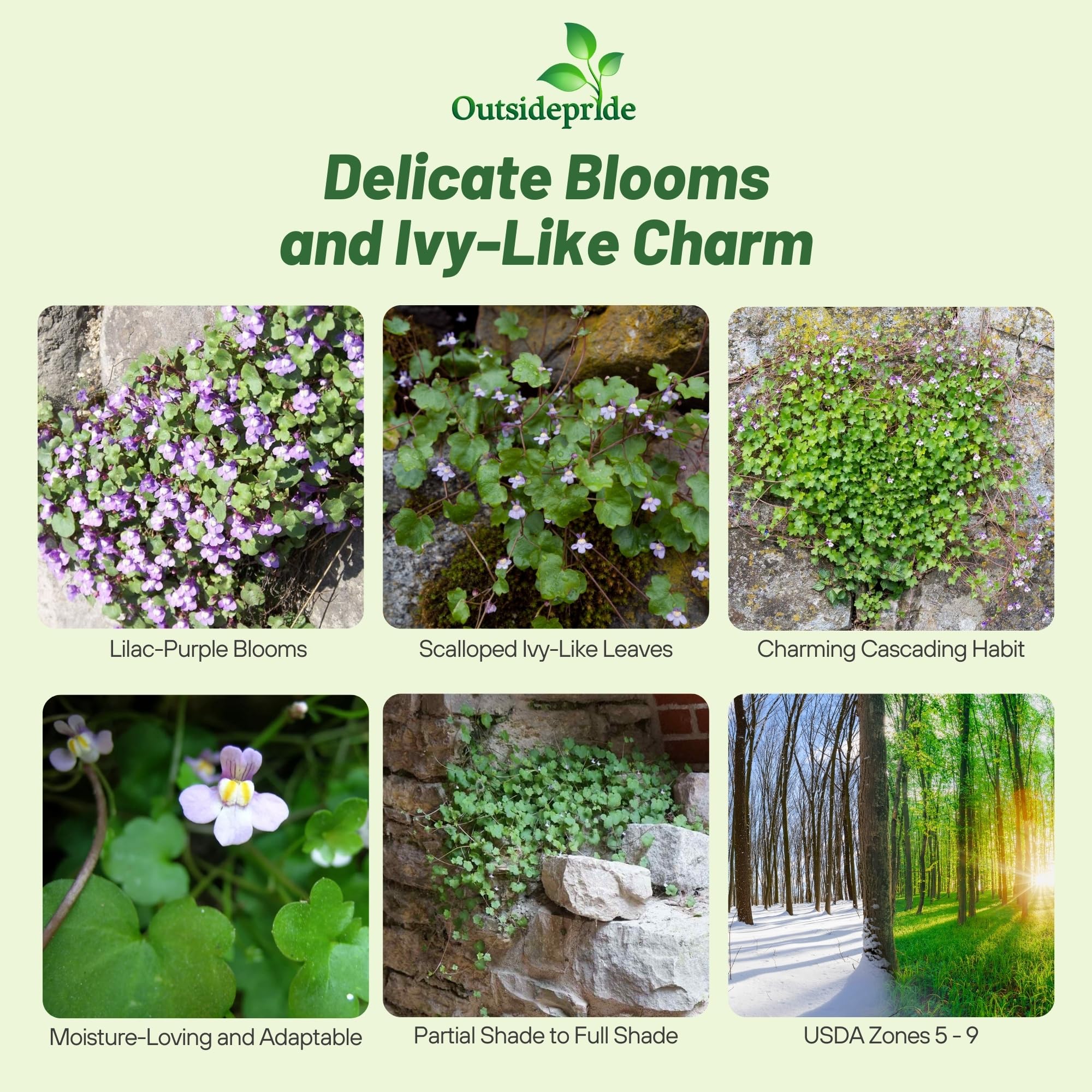 Cymbalaria Muralis Ground Cover