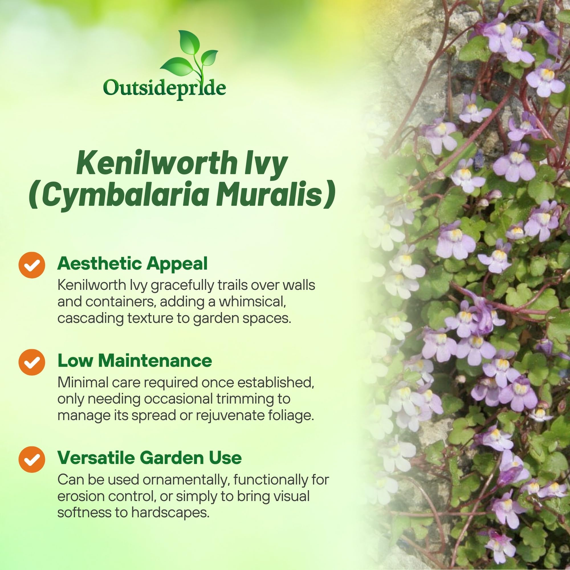 Kenilyworth Ivy Spreading Ground Cover