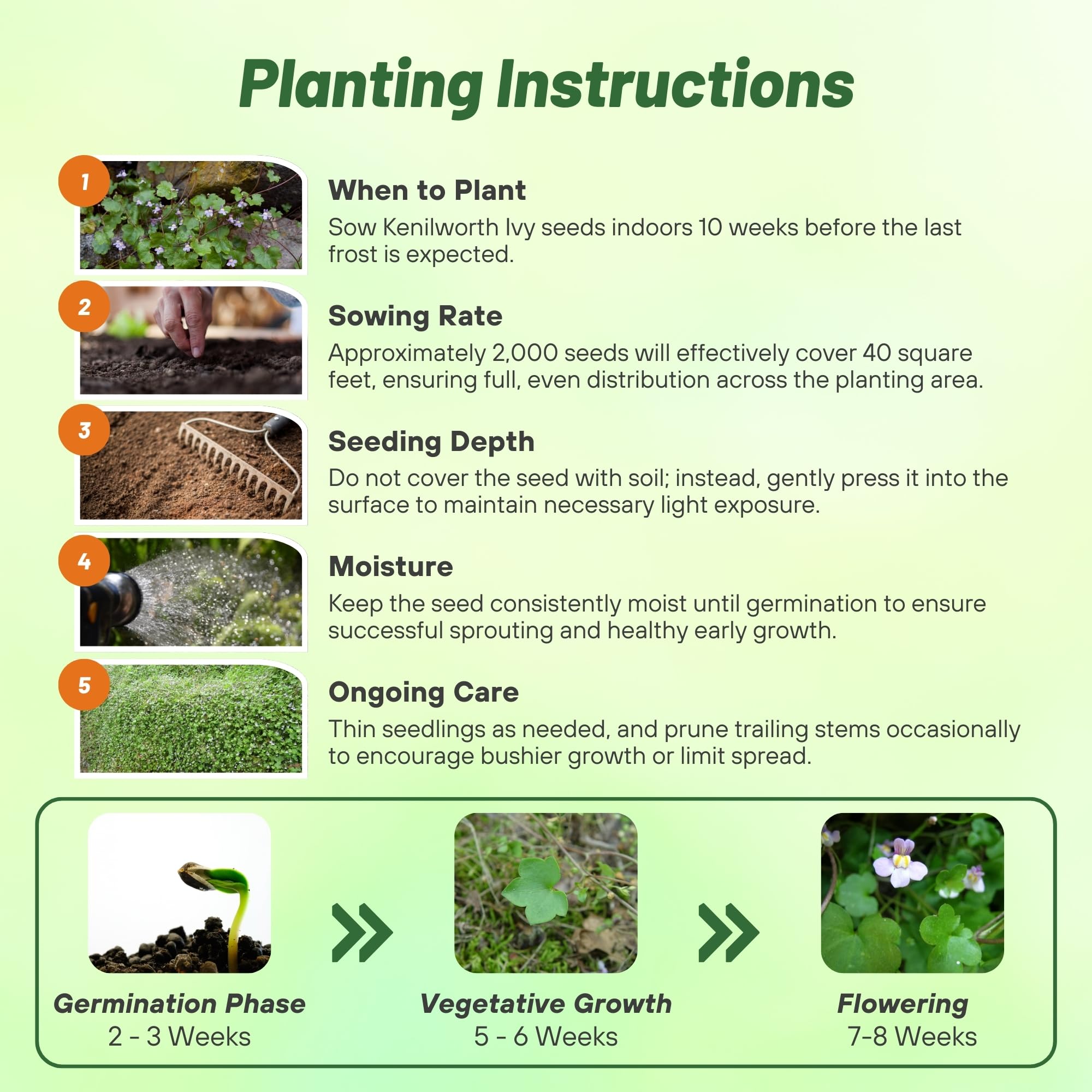 Kenilyworth Ivy Planting Directions