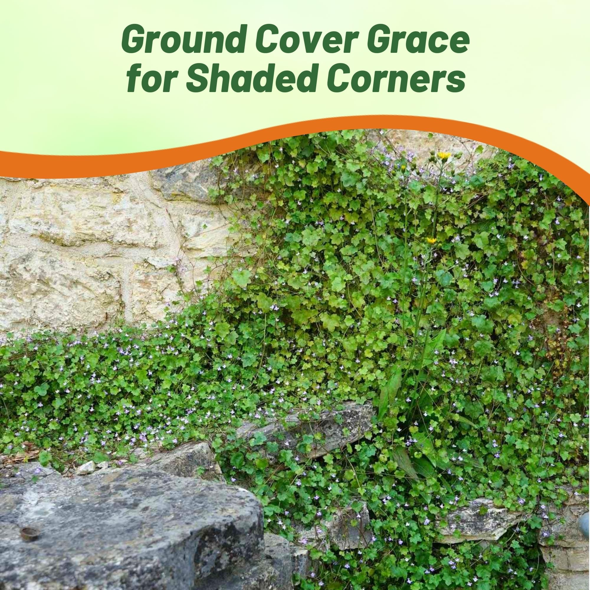 Kenilyworth Ivy Low Growing Ground Cover