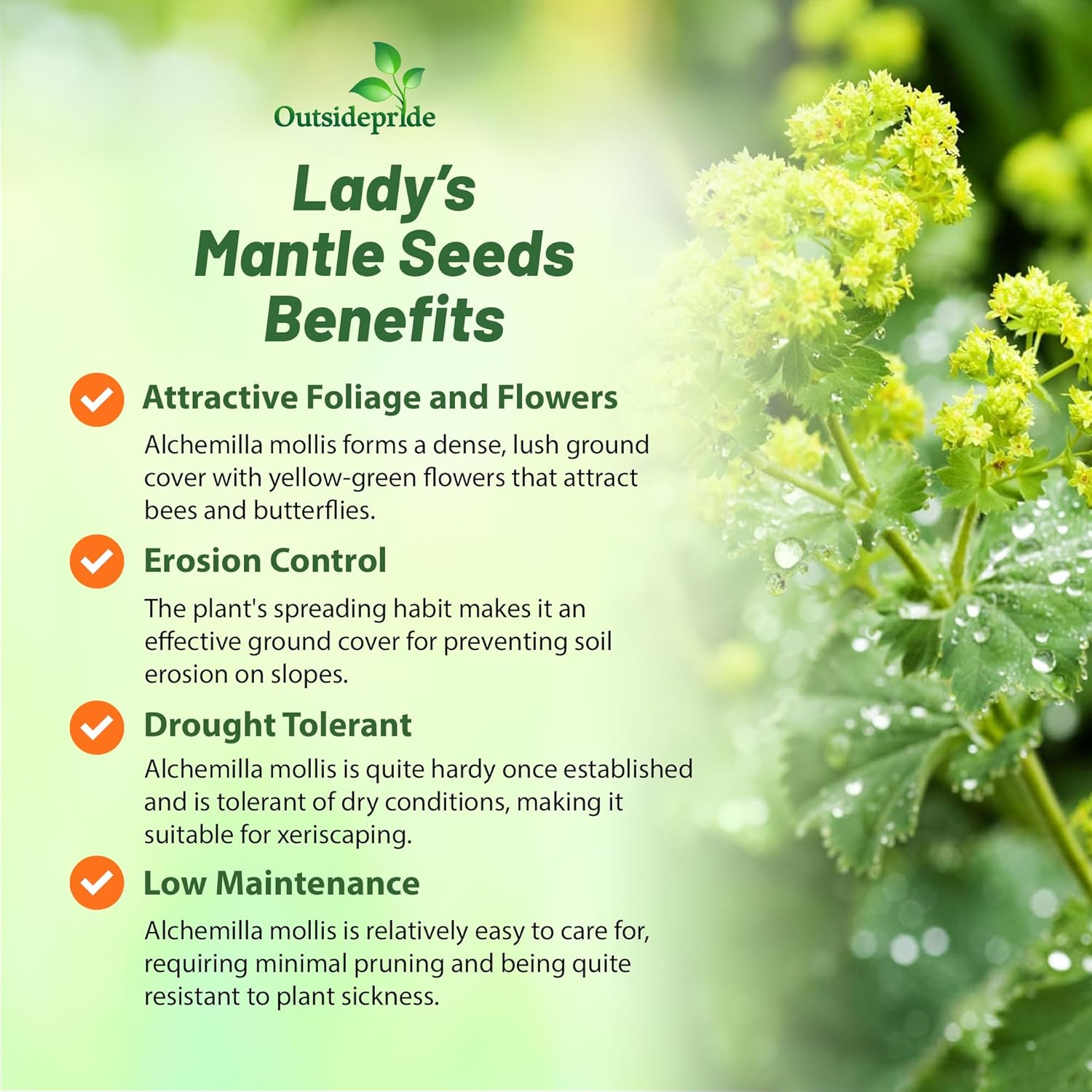 Lady's Mantle Border Plant
