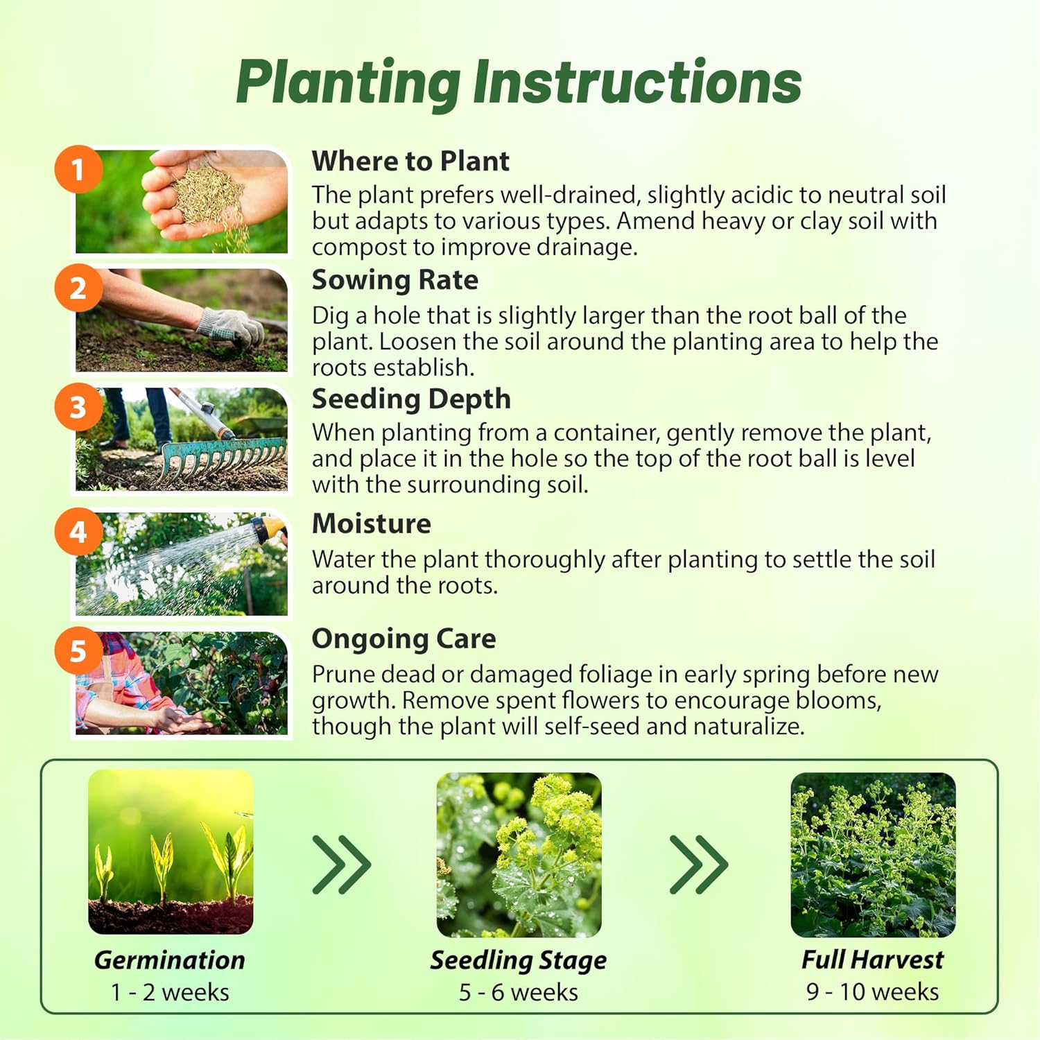 Lady's Mantle Flower Seed Planting Directions