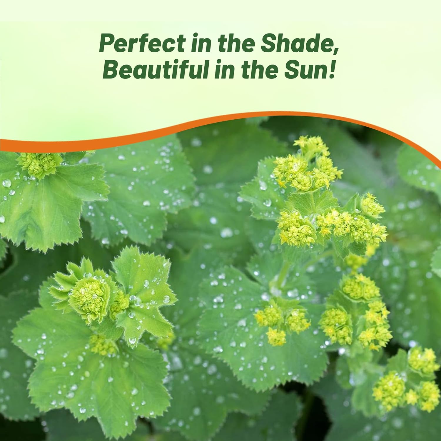 Lady's Mantle Edging Plants